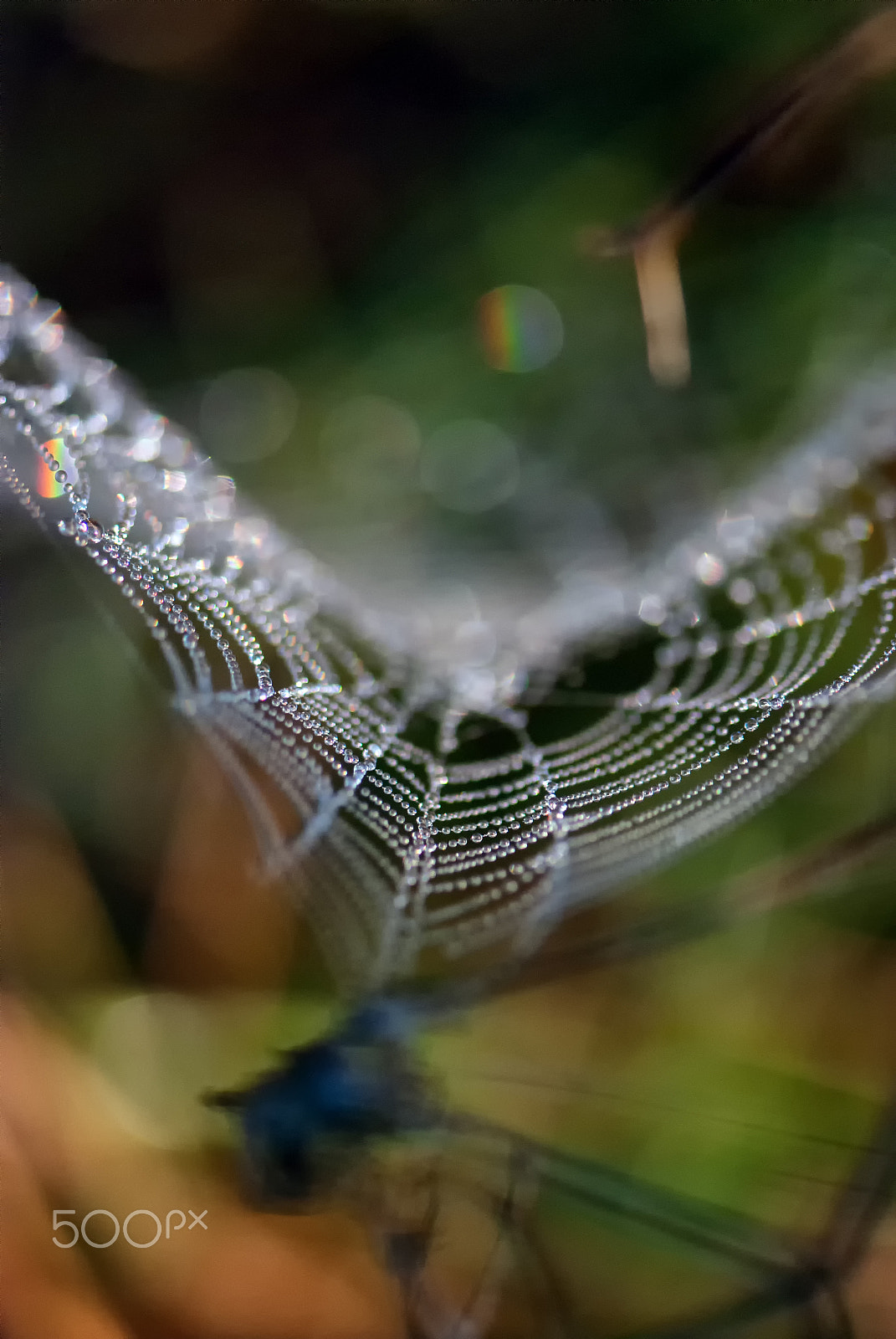 Nikon AF-S Micro-Nikkor 105mm F2.8G IF-ED VR sample photo. Atout coeur photography