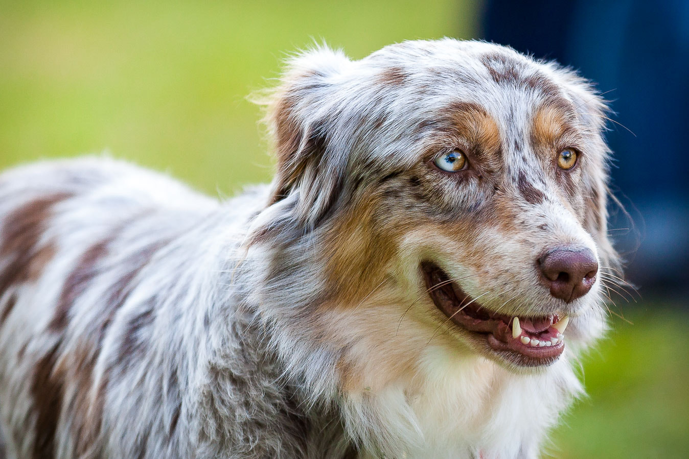 Sigma 70-200mm F2.8 EX DG OS HSM sample photo. Dog portrait photography
