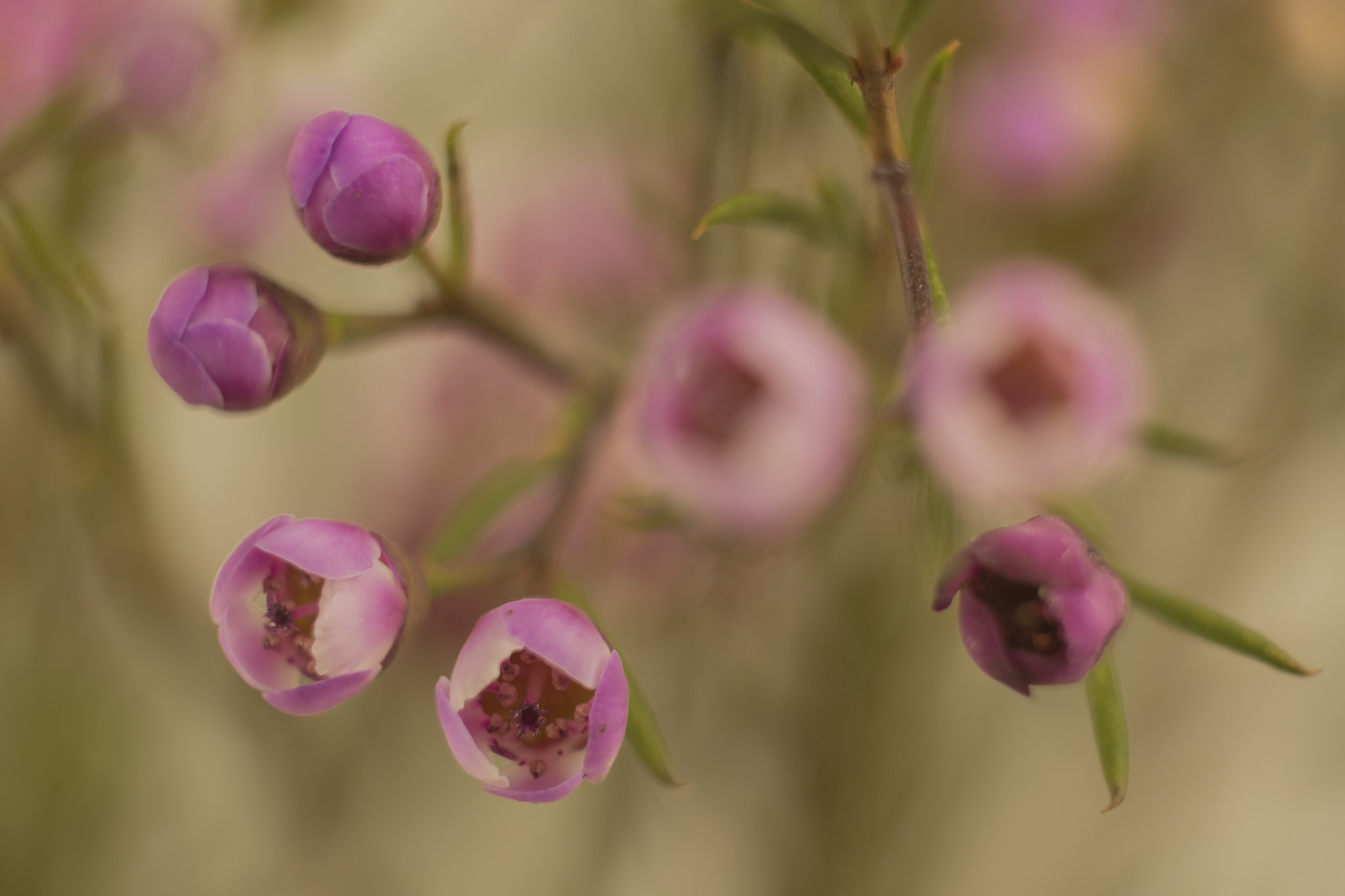 Fujifilm X-Pro2 + Fujifilm XF 60mm F2.4 R Macro sample photo