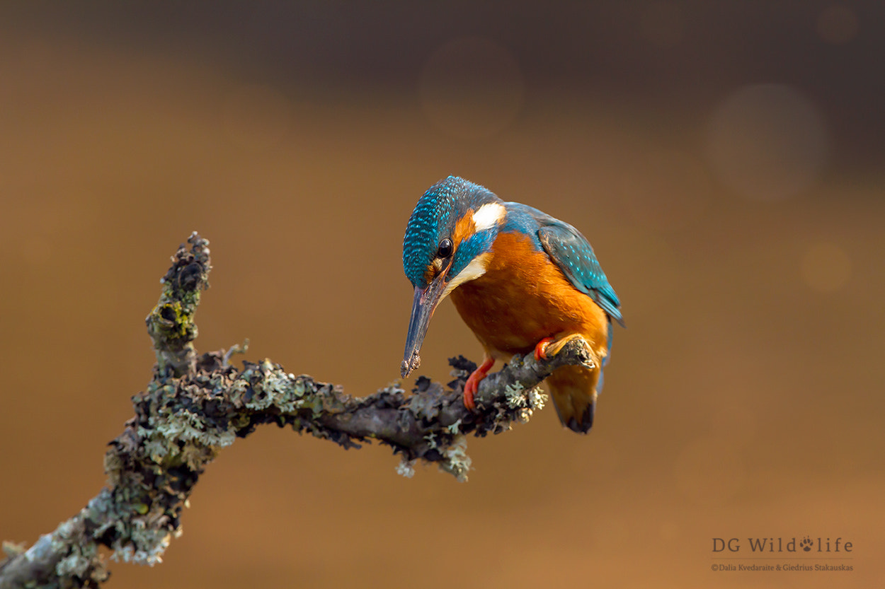 Canon EF 300mm F2.8L IS II USM sample photo. Kingfisher photography