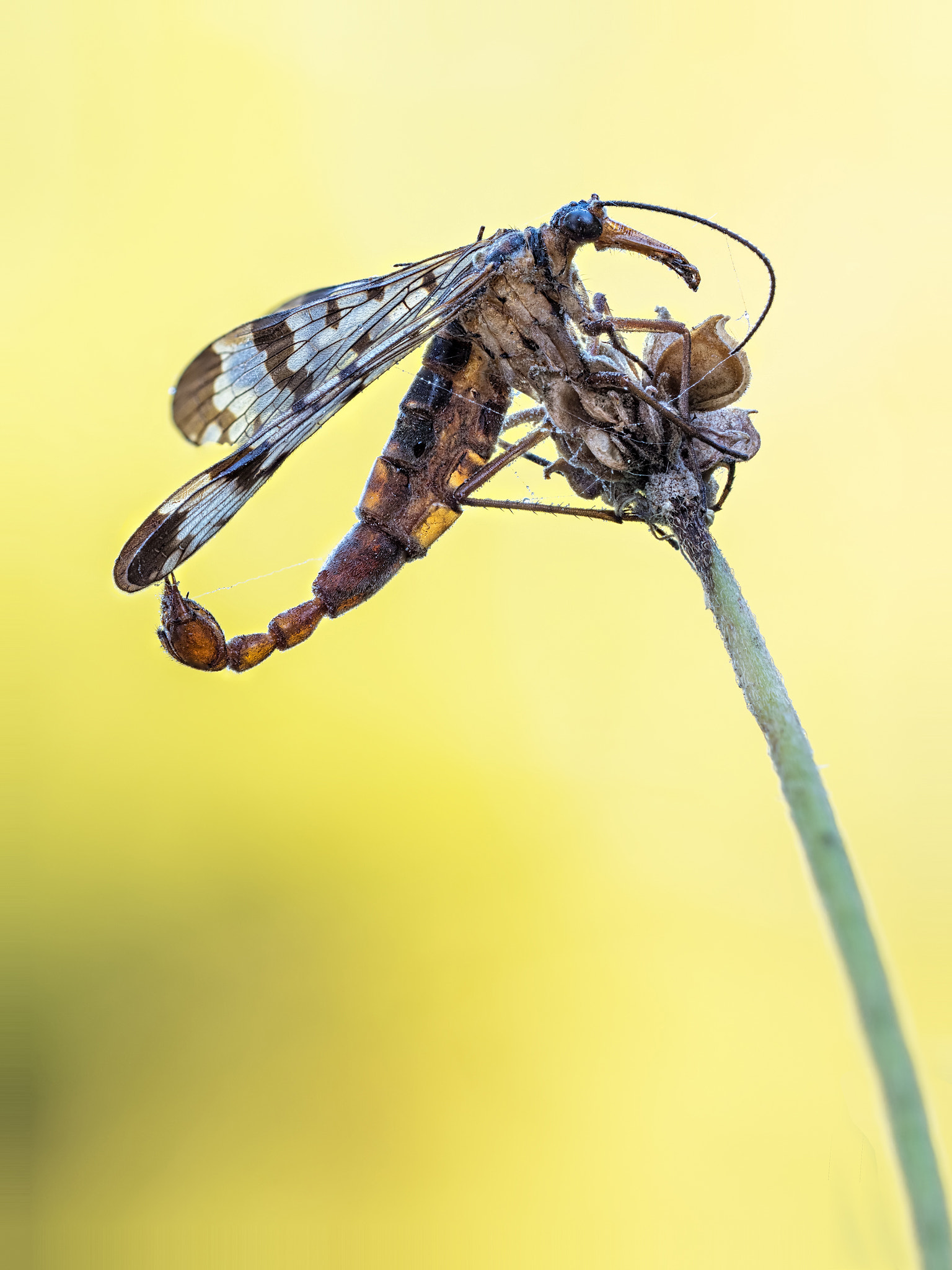 Olympus PEN-F sample photo. Gemeine skorpionsfliege (panorpa communis) photography