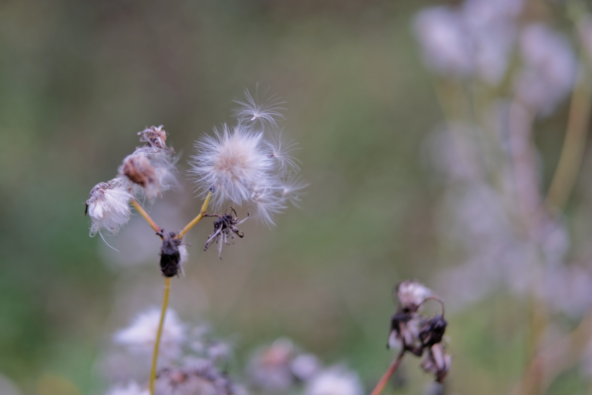 NX 45mm F1.8 [T6] 2D/3D sample photo. Dandelion photography