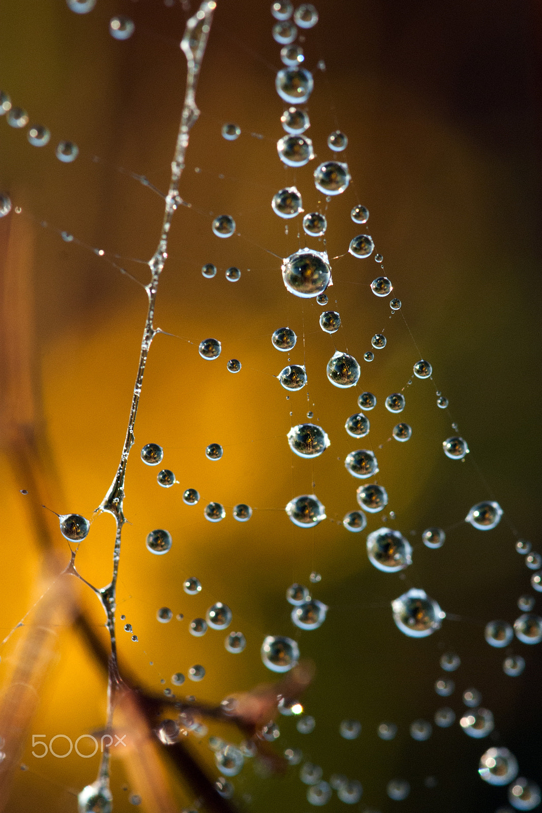 Nikon AF-S Micro-Nikkor 105mm F2.8G IF-ED VR sample photo. Chaud-froid photography