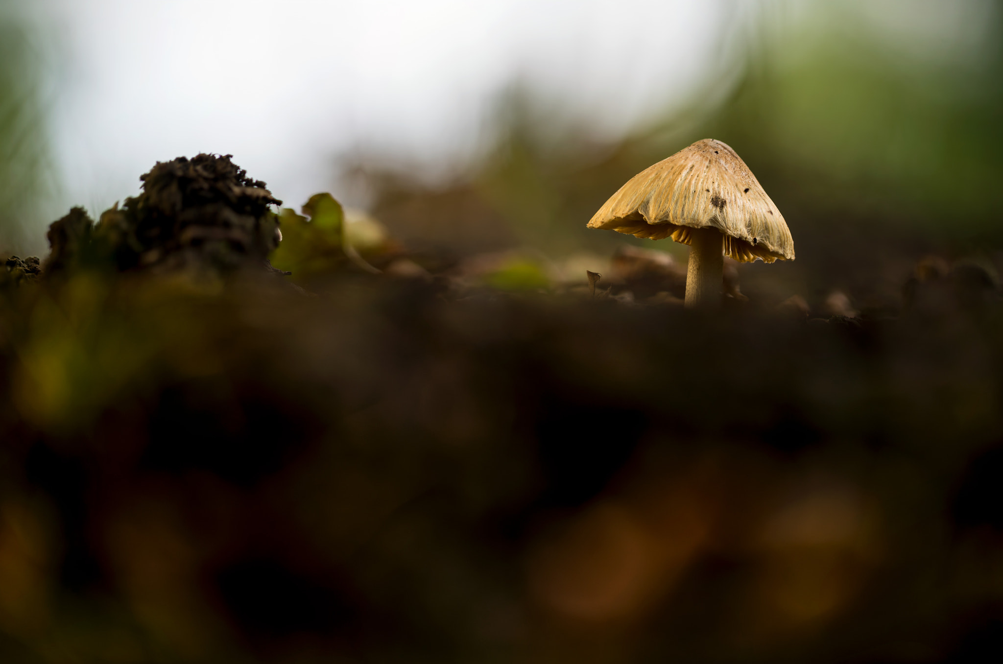 Sony a7R II + Canon EF 100mm F2.8L Macro IS USM sample photo. Fungus above ground photography
