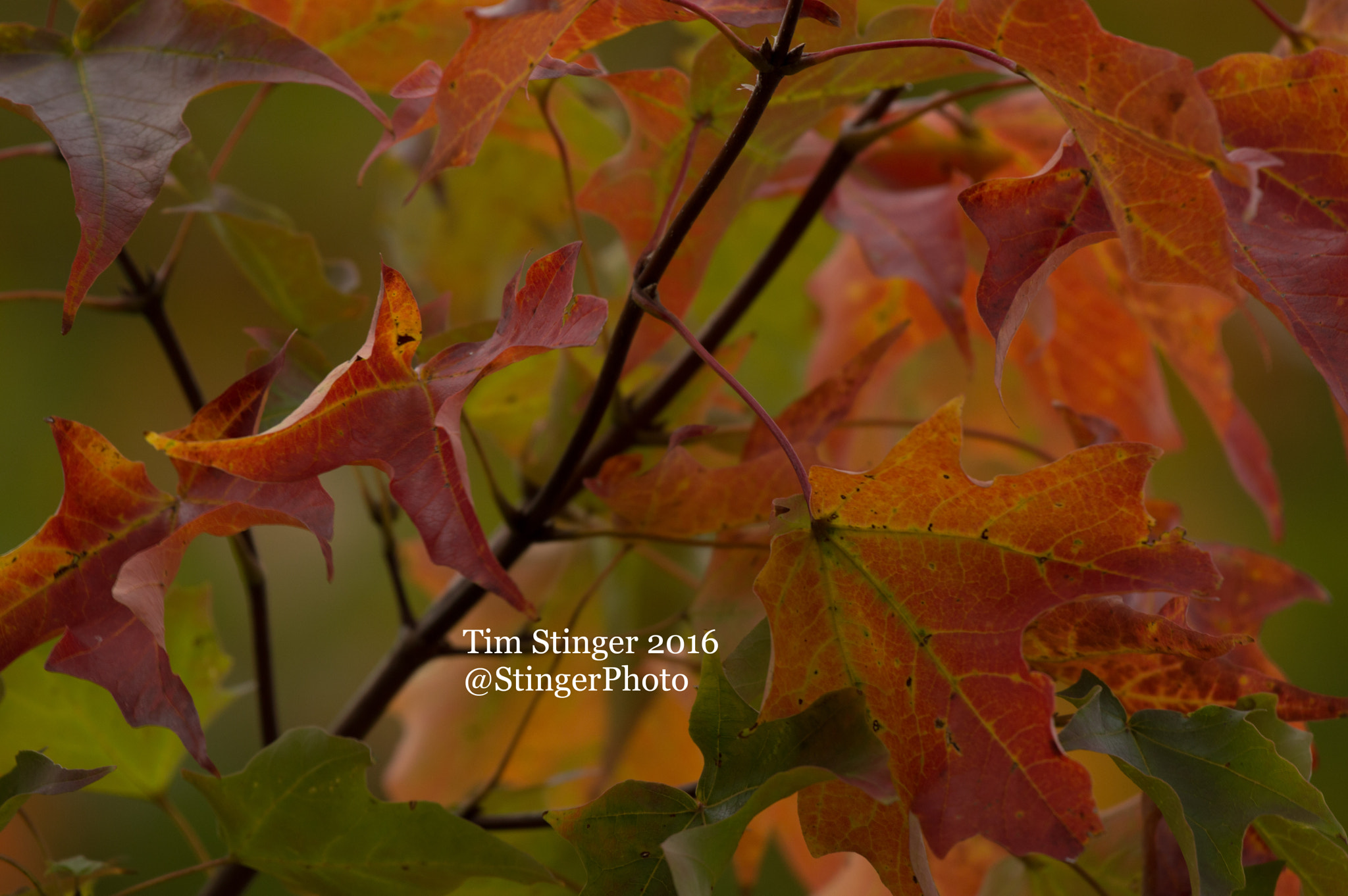 Nikon AF-S Nikkor 200-500mm F5.6E ED VR sample photo. Leaves in transition (2) photography