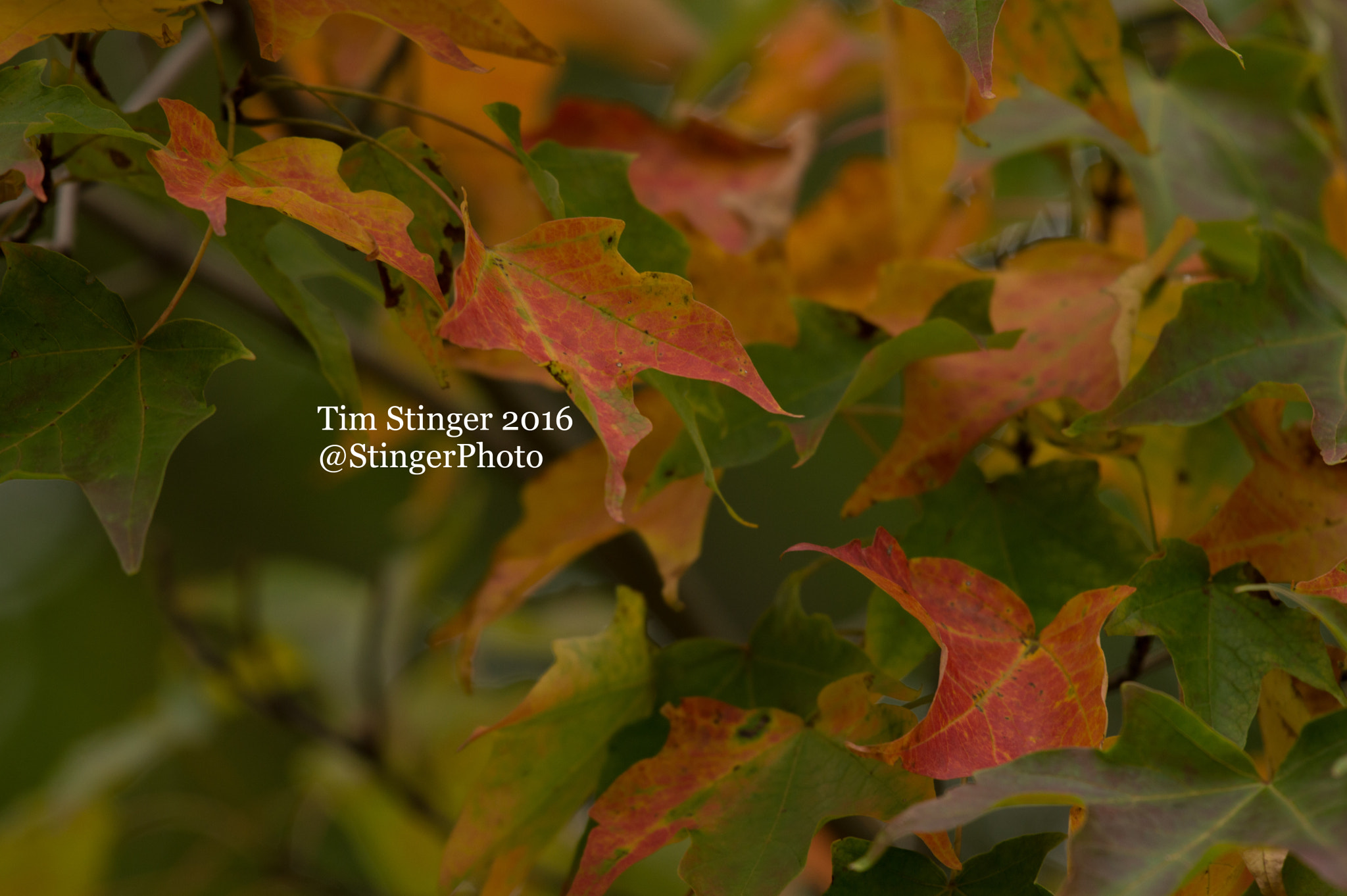 Nikon D3200 sample photo. Leaves in transition (1) photography
