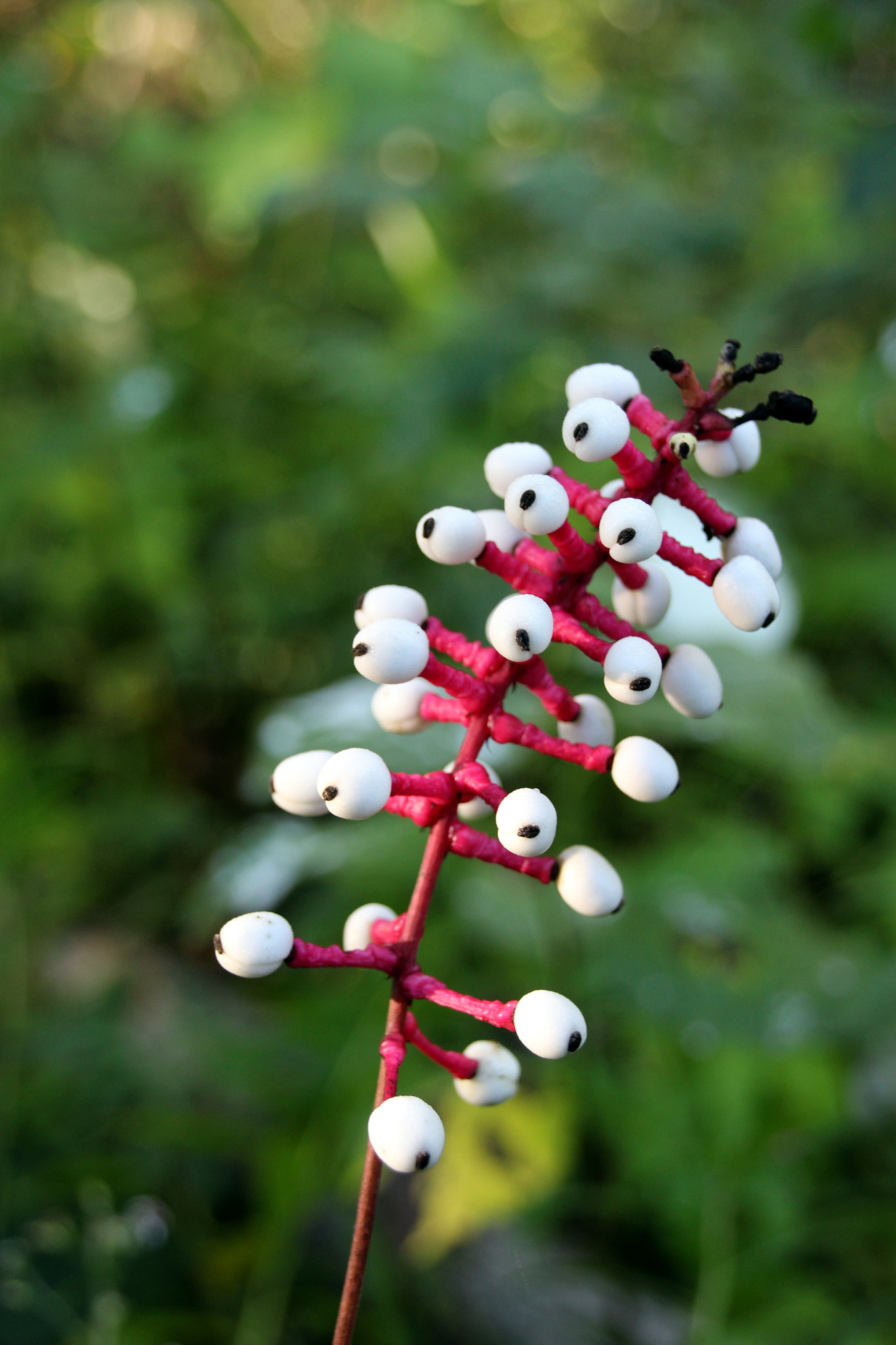 Sigma 18-250mm F3.5-6.3 DC OS HSM sample photo. Doll's eye plant photography