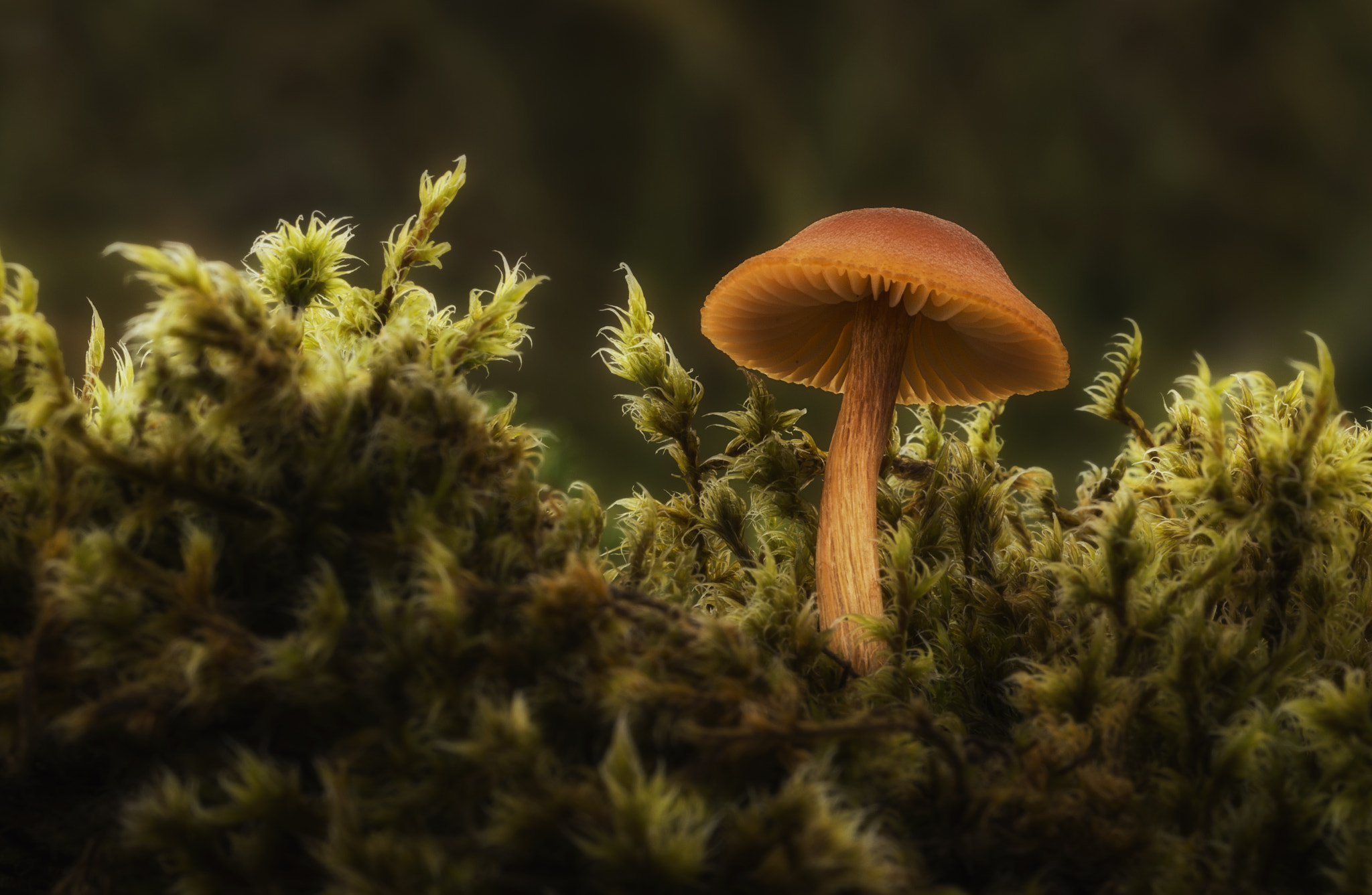 Nikon D800 + Sigma 150mm F2.8 EX DG OS Macro HSM sample photo. Little mushroom photography