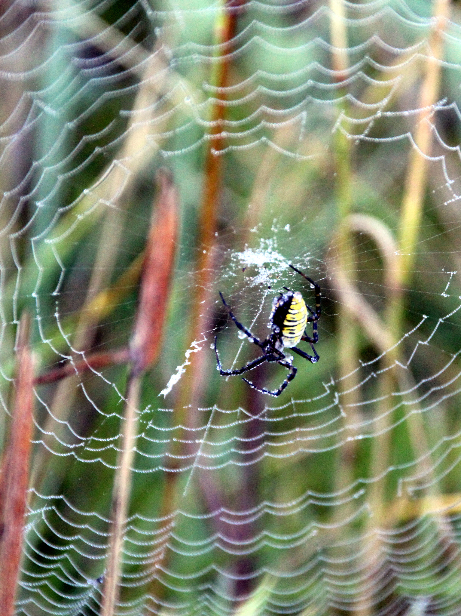 Sigma 18-250mm F3.5-6.3 DC OS HSM sample photo. Spider and blaze in web photography