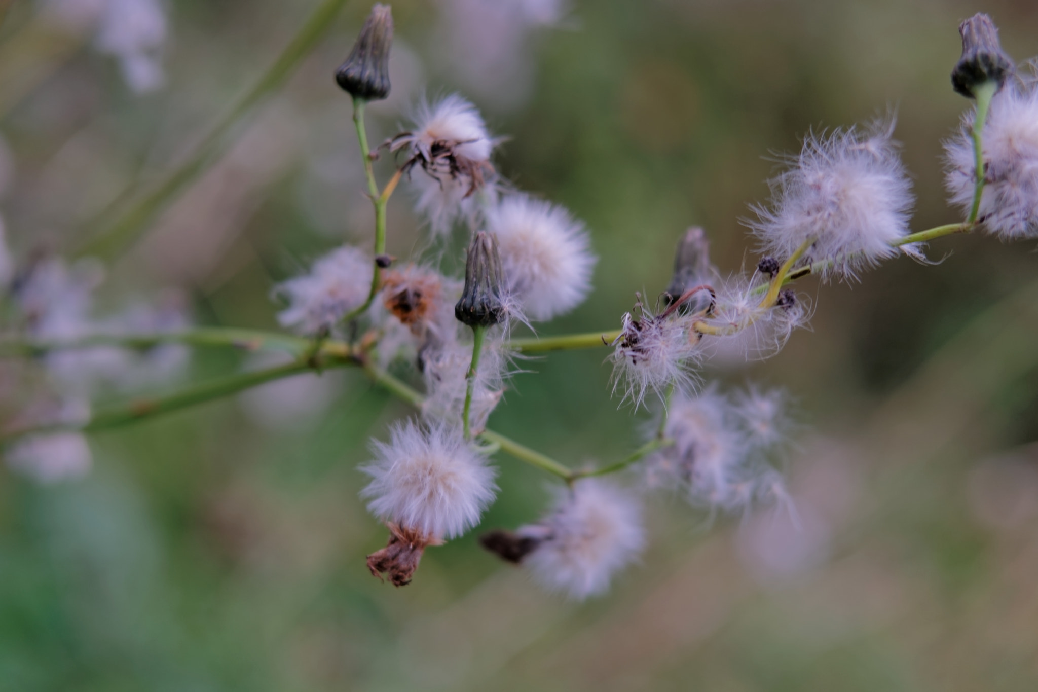 Samsung NX500 + NX 45mm F1.8 [T6] 2D/3D sample photo. Dandelion photography