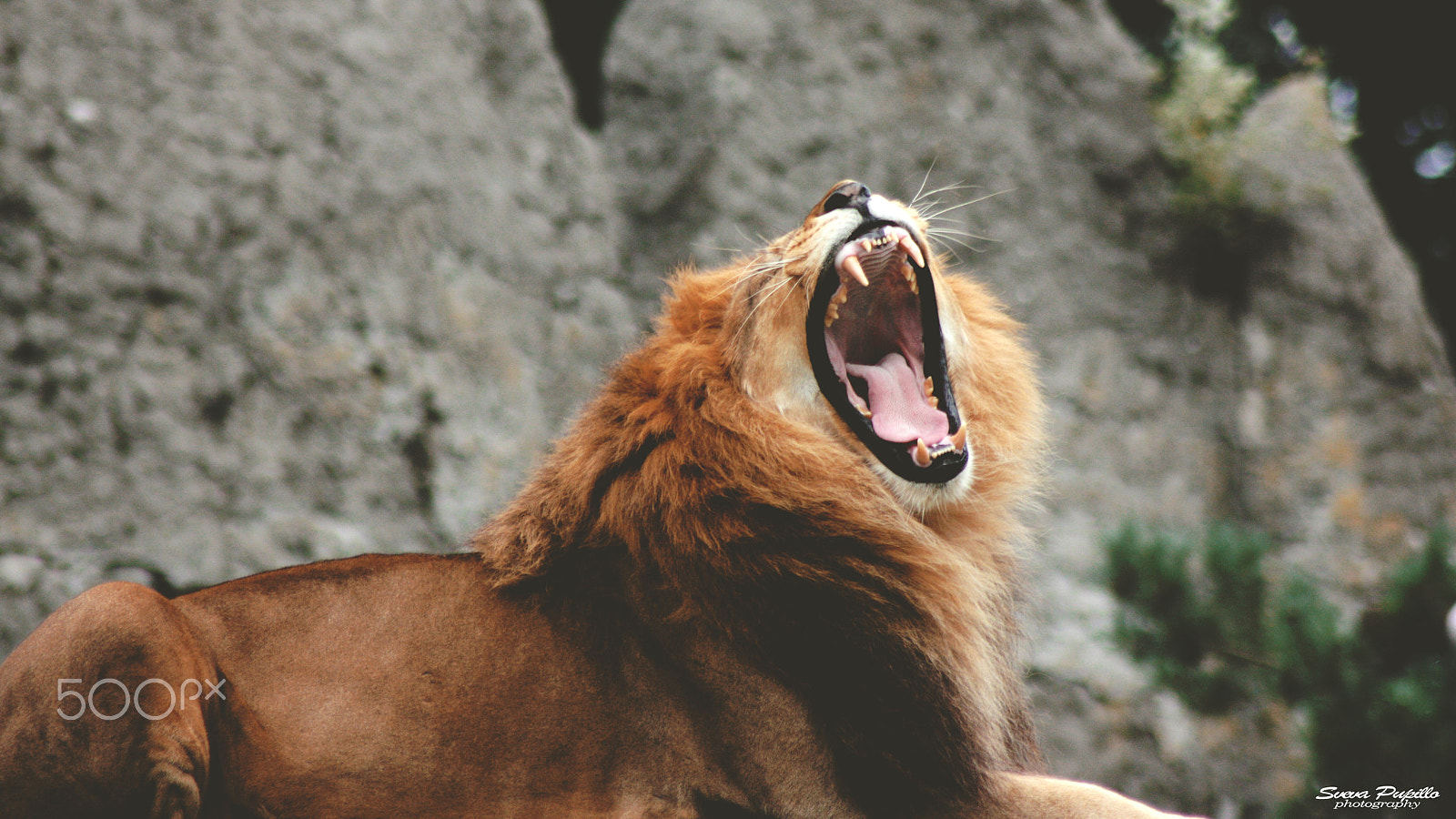 Canon EOS 450D (EOS Rebel XSi / EOS Kiss X2) sample photo. Roar. photography