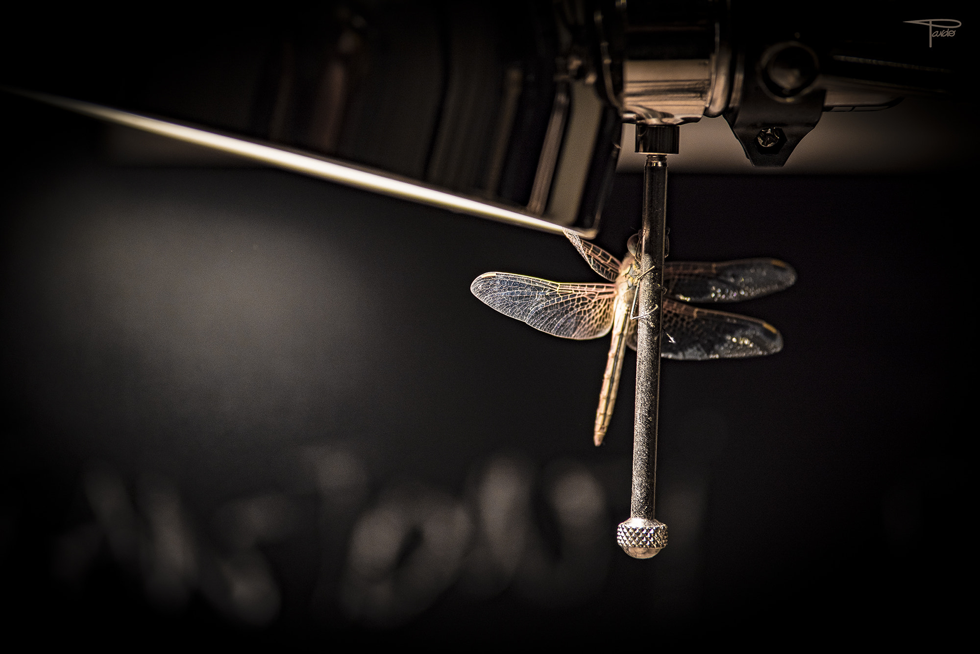 Nikon D750 sample photo. Dragonfly lost its wing photography