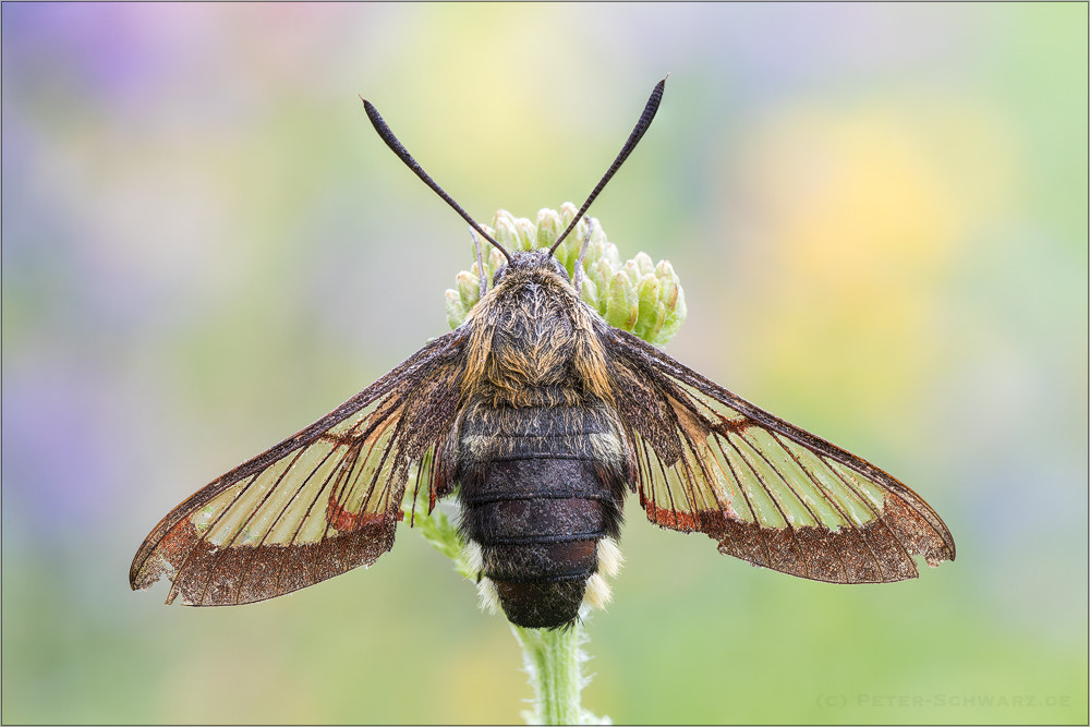 Sigma 150mm f/2.8 EX DG OS HSM APO Macro sample photo. Hemaris fuciformis photography