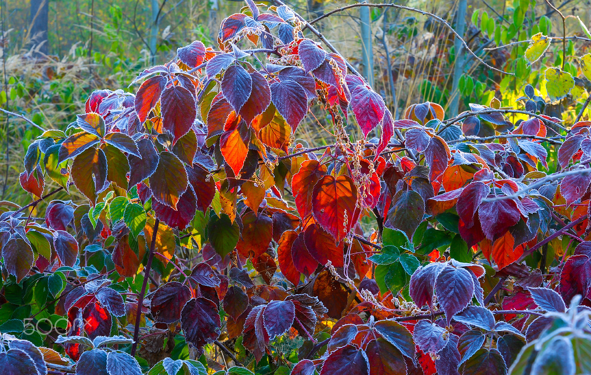 Nikon D80 sample photo. Bushes in hoarfrost. photography