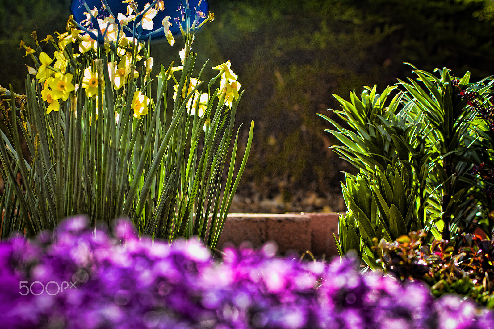 Canon EF 50mm F2.5 Macro sample photo. Purple flowers dof photography