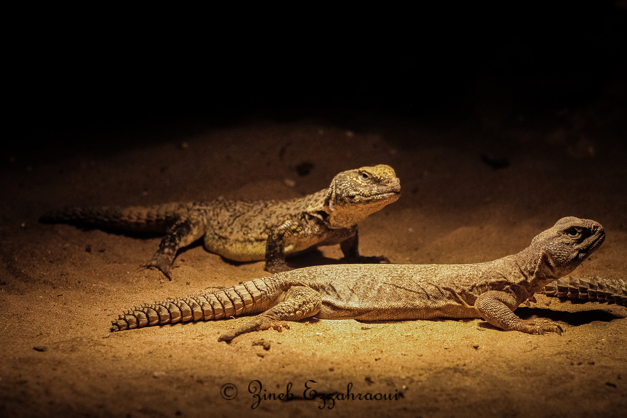 Canon EF 75-300mm f/4-5.6 USM sample photo. Img photography
