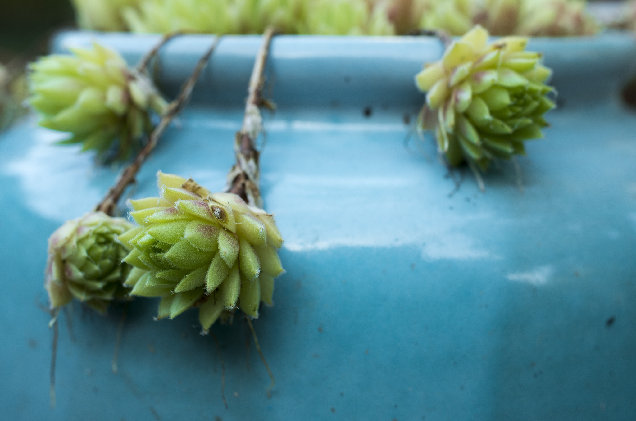 Pentax smc DA 35mm F2.8 Macro Limited sample photo. Dangling houseleeks photography