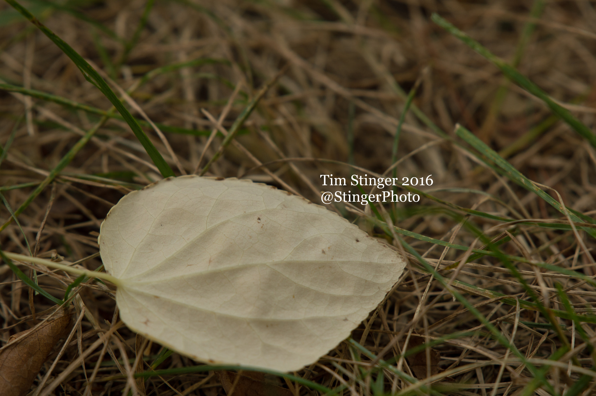 Nikon D3200 sample photo. Katsura tree leaf (1) photography