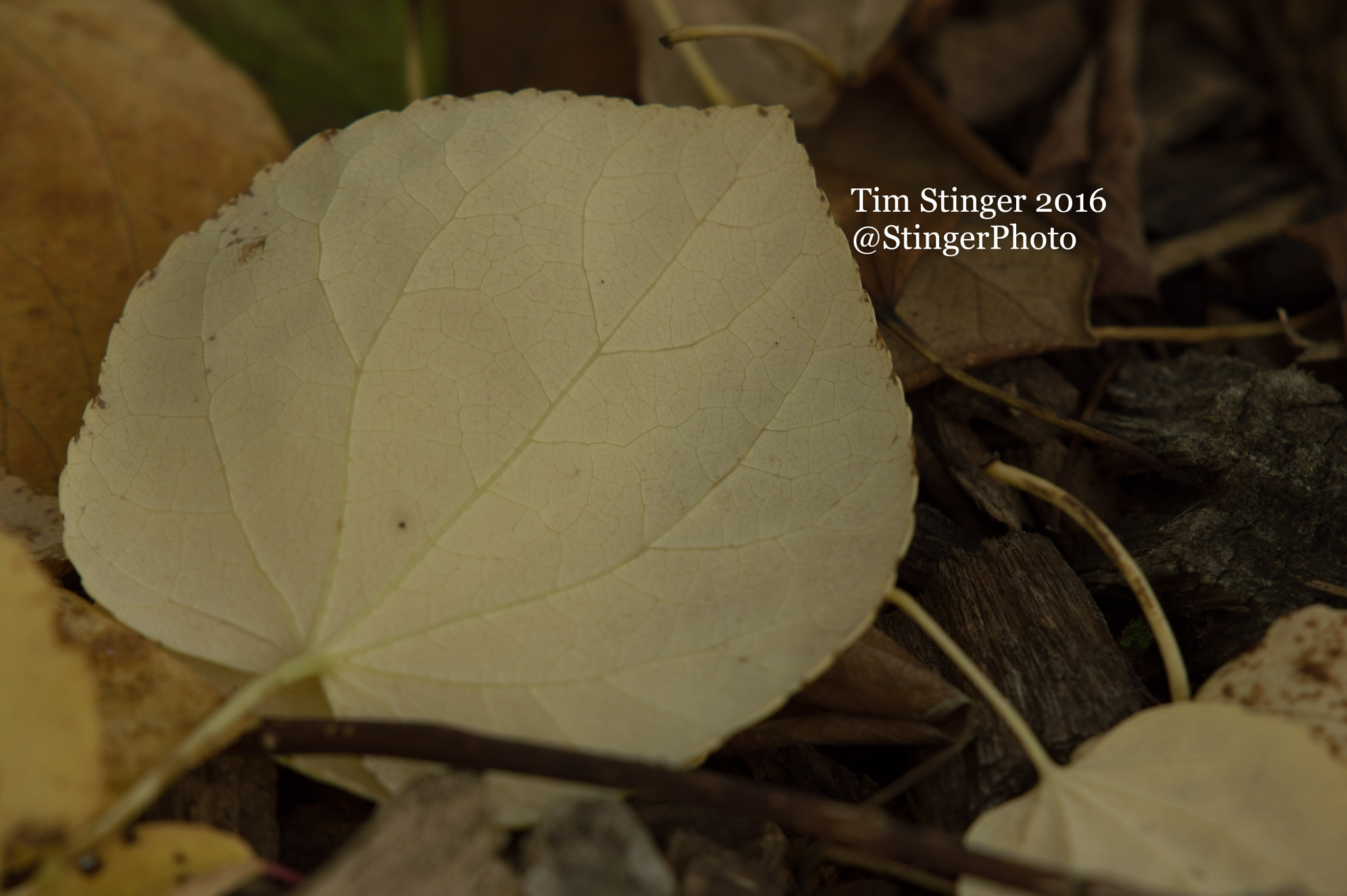 Nikon AF-S Nikkor 200-500mm F5.6E ED VR sample photo. Katsura tree leaf (2) photography