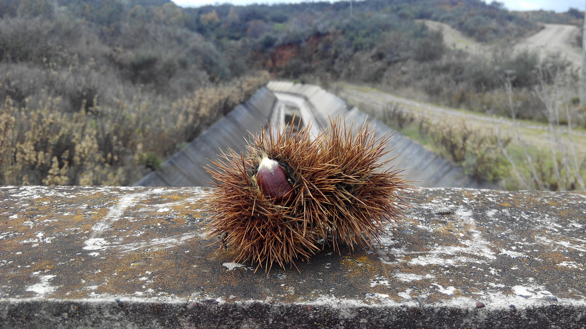 bq Aquaris E5 FHD sample photo. Spiky walnut photography