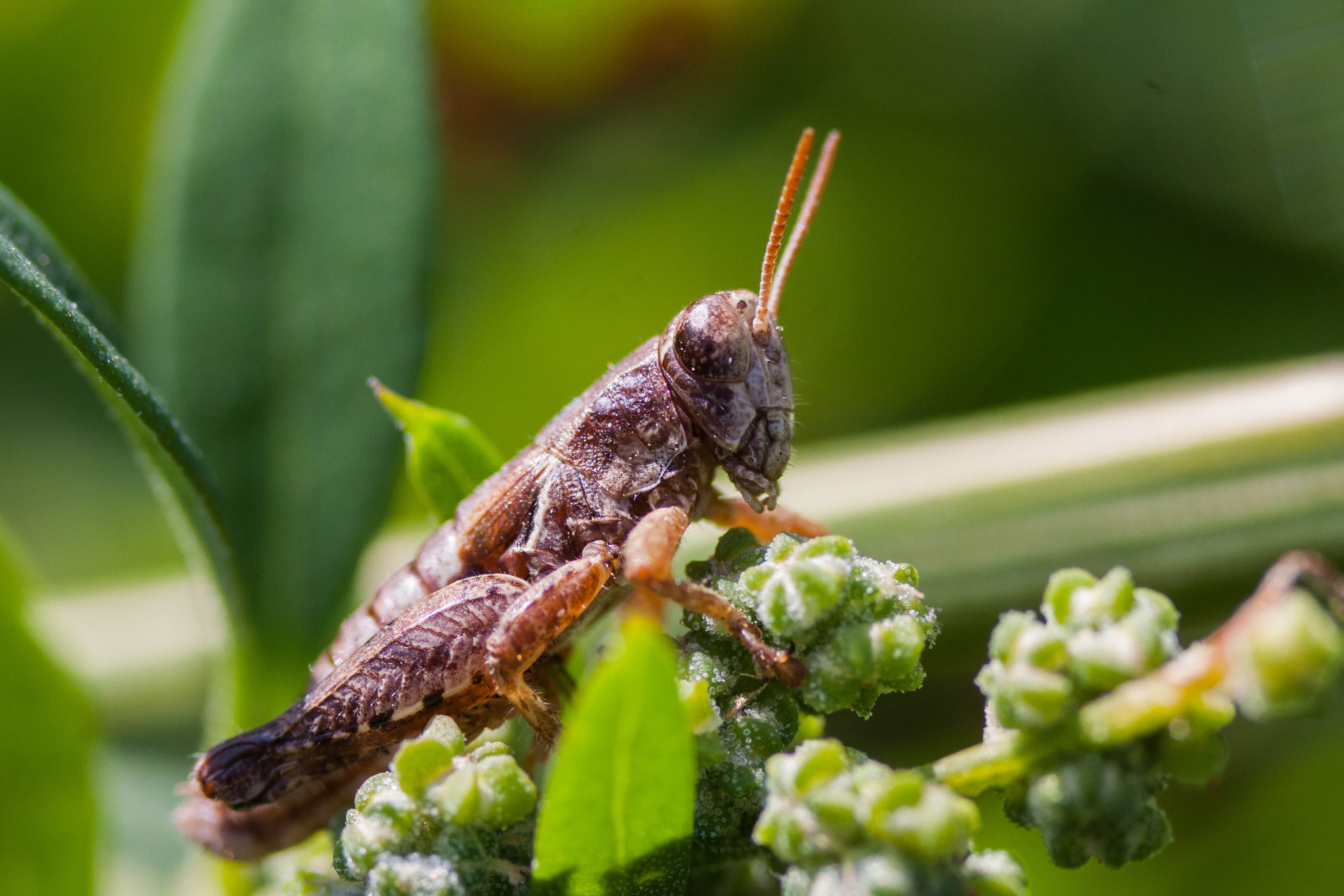 Canon EOS 50D + Sigma 70mm F2.8 EX DG Macro sample photo. Grasshopper photography