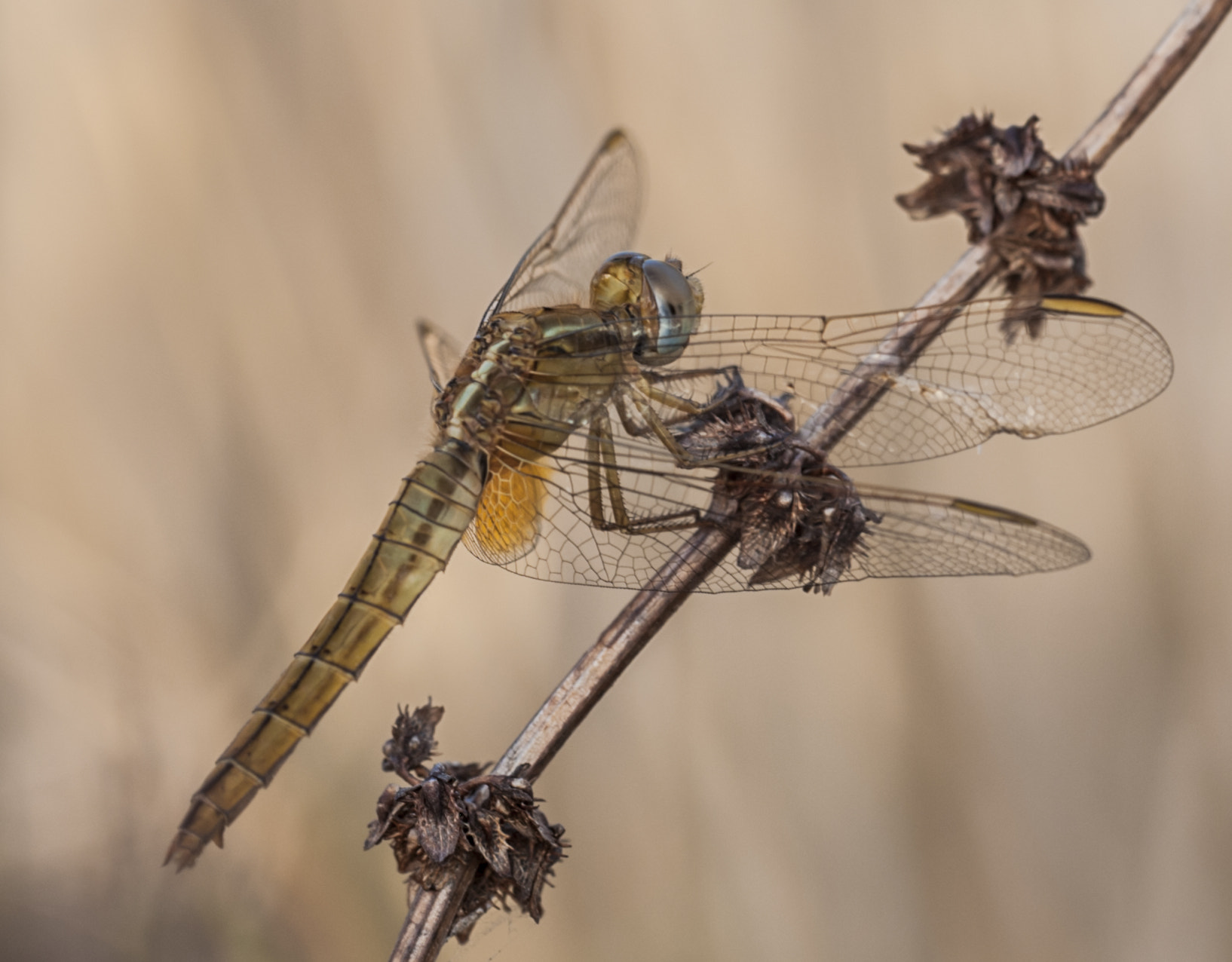 Sigma APO Macro 180mm F3.5 EX DG HSM sample photo. Dragonfly photography