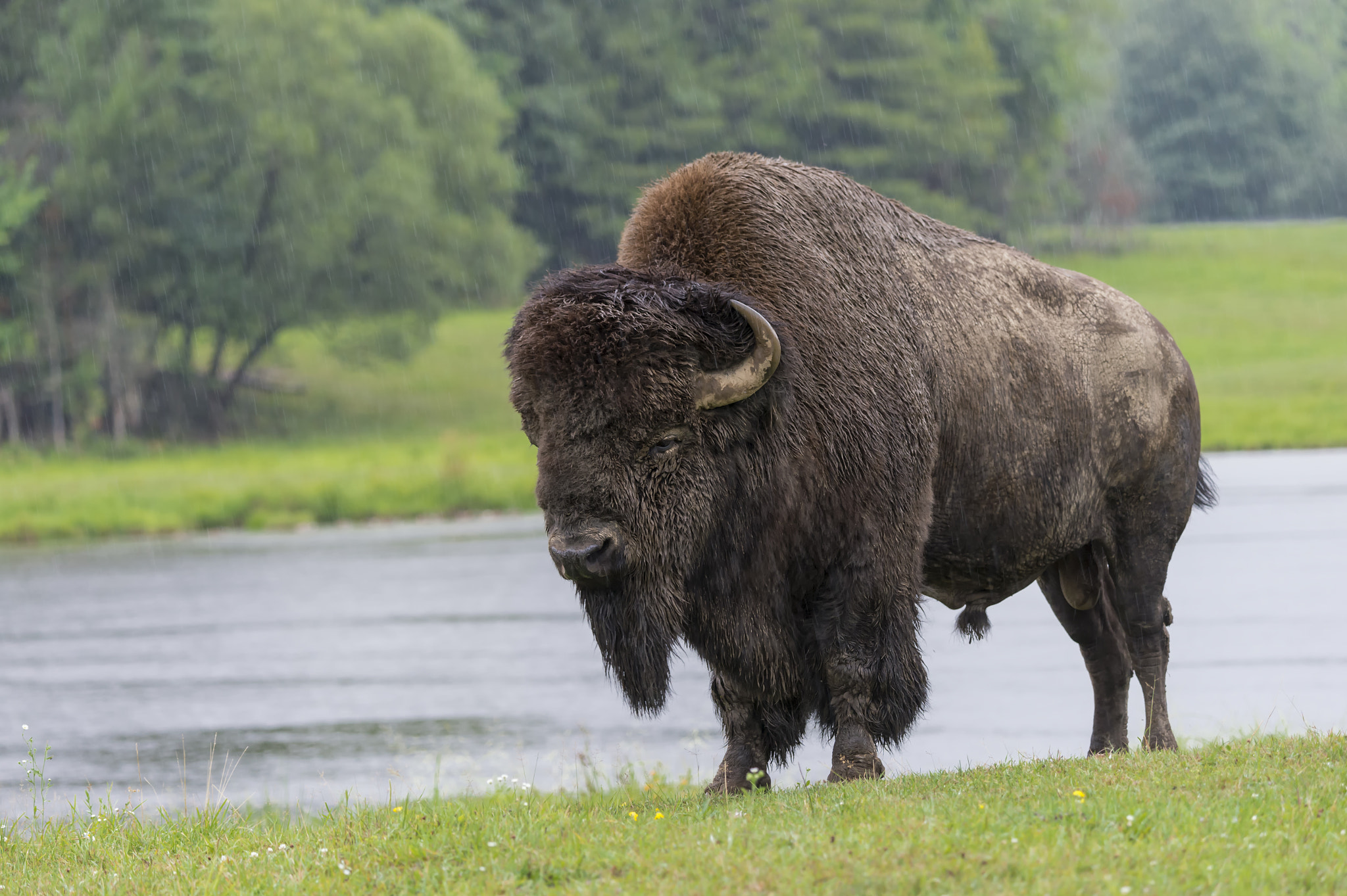 Nikon D4 sample photo. Bison in the rain... photography