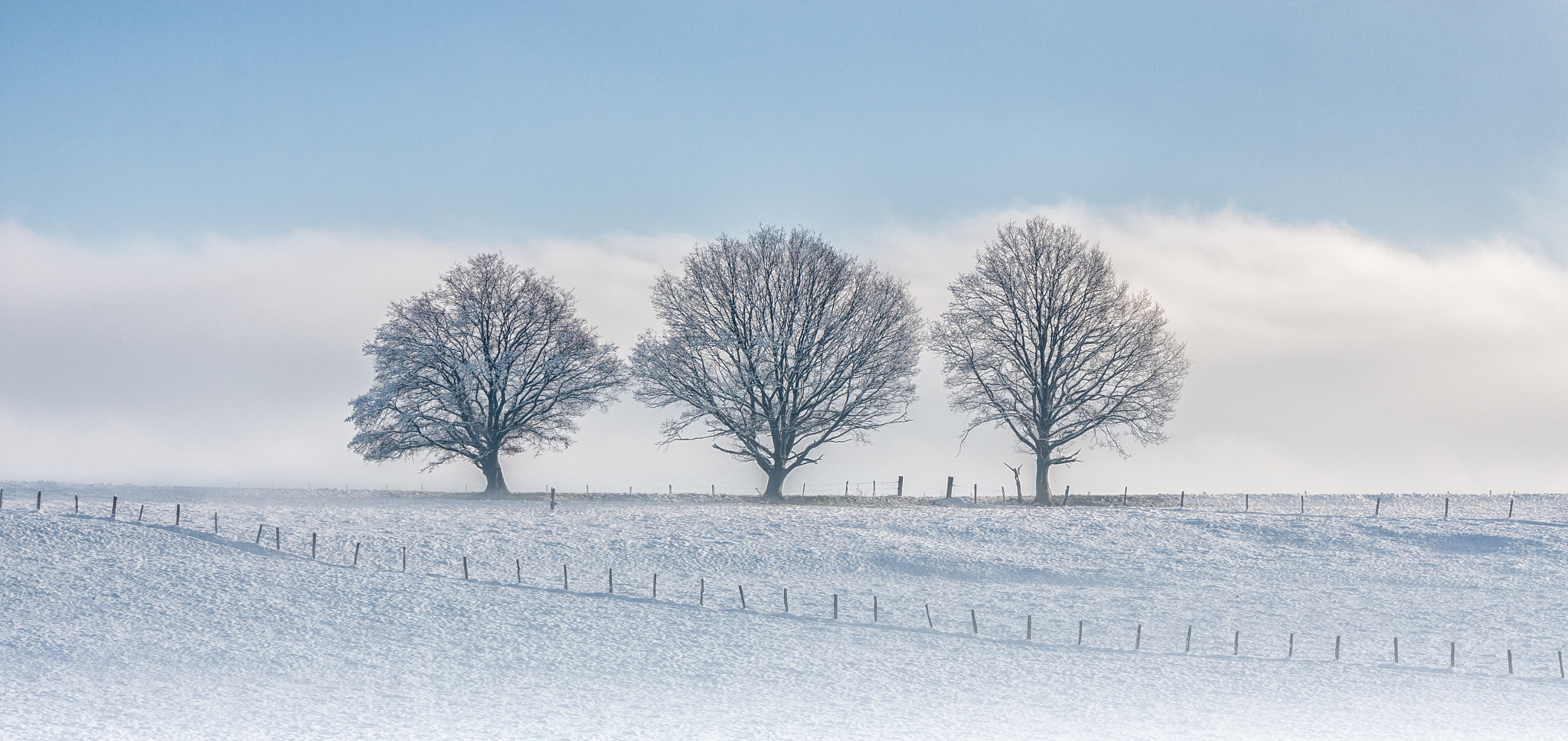 Sigma 70-200mm F2.8 EX DG OS HSM sample photo. Three trees photography