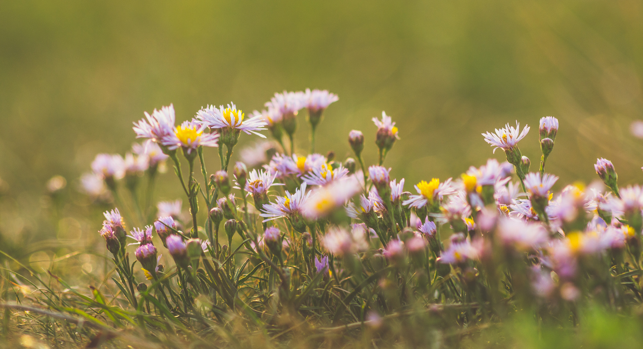 Nikon D3200 + AF Nikkor 70-210mm f/4-5.6 sample photo. "...maybe daisies..." photography