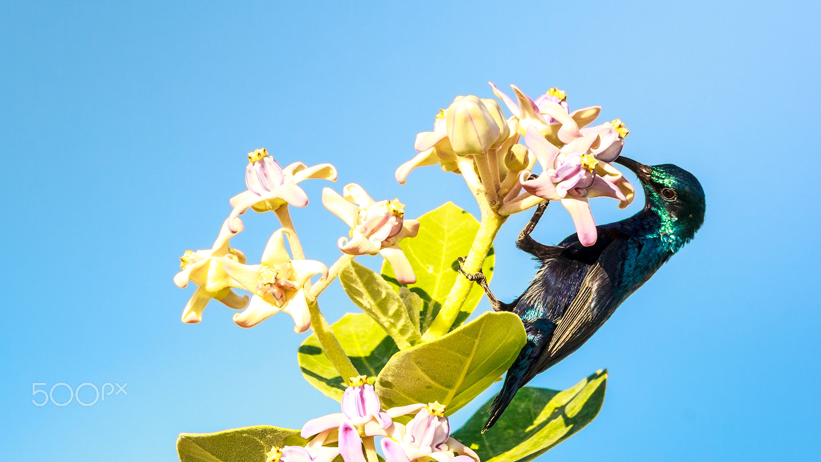 Sigma 150-600mm F5-6.3 DG OS HSM | C sample photo. "nectar robbing" photography