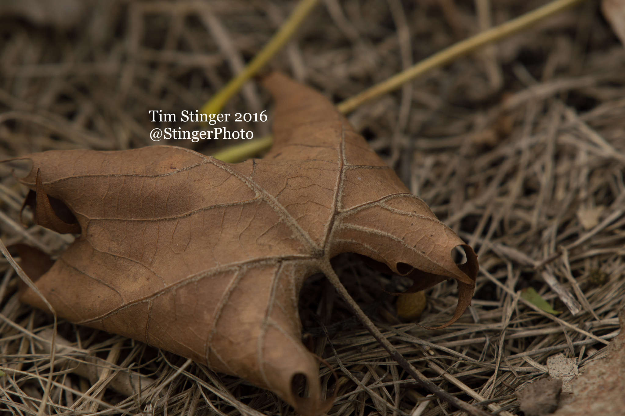 Nikon AF-S Nikkor 200-500mm F5.6E ED VR sample photo. Lonely leaf photography
