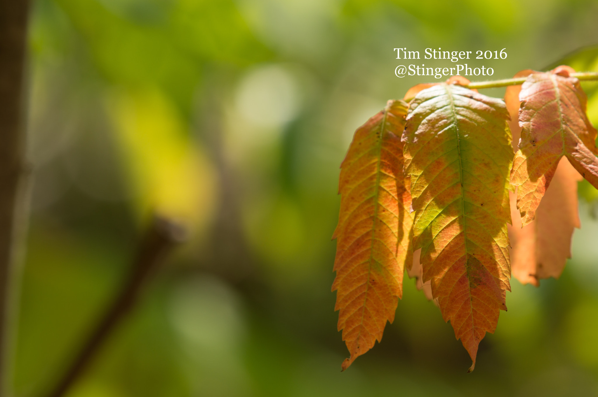Nikon AF-S Nikkor 200-500mm F5.6E ED VR sample photo. Staghorn sumac leaves (1) photography