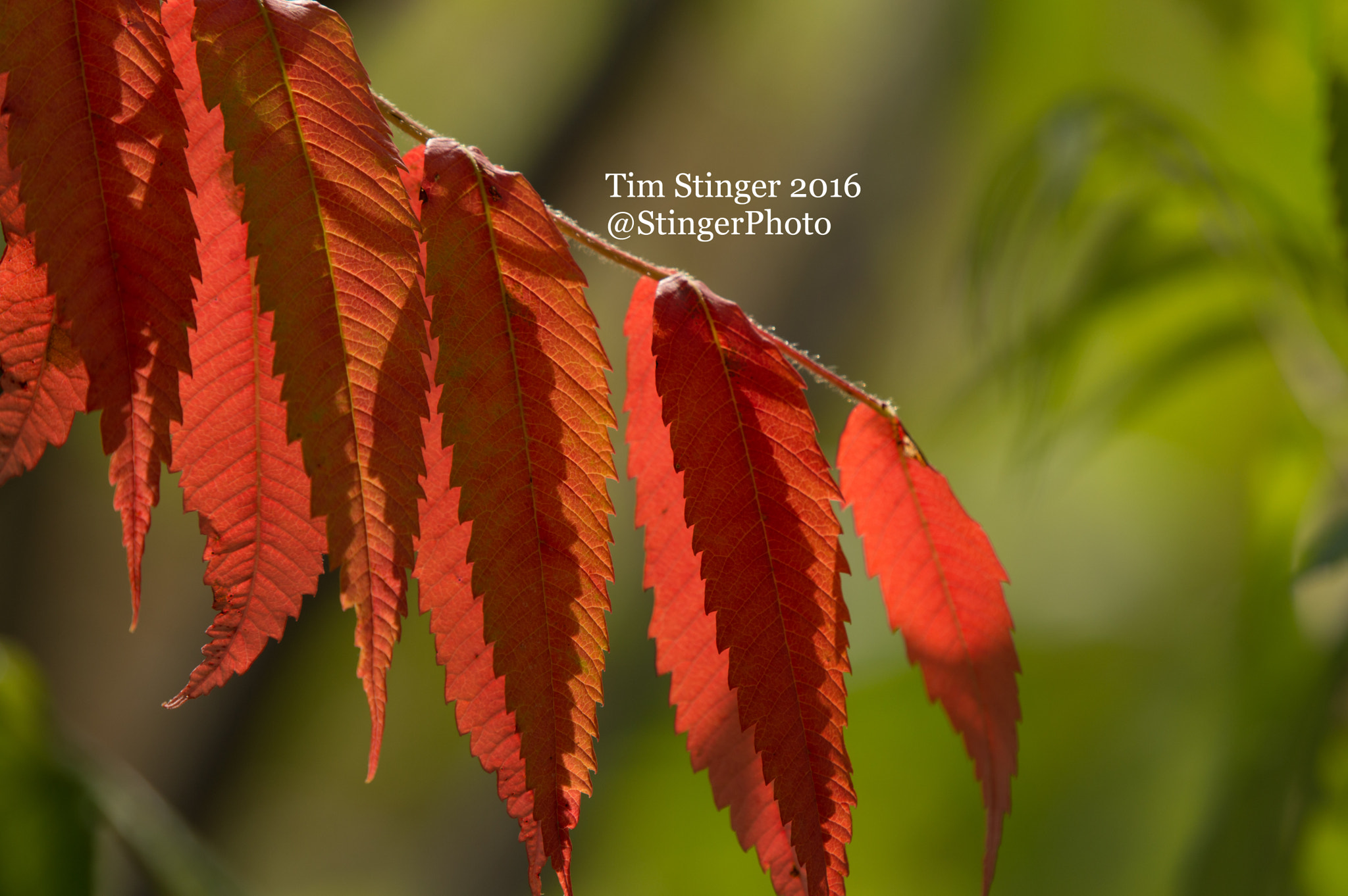 Nikon AF-S Nikkor 200-500mm F5.6E ED VR sample photo. Staghorn sumac leaves (2) photography