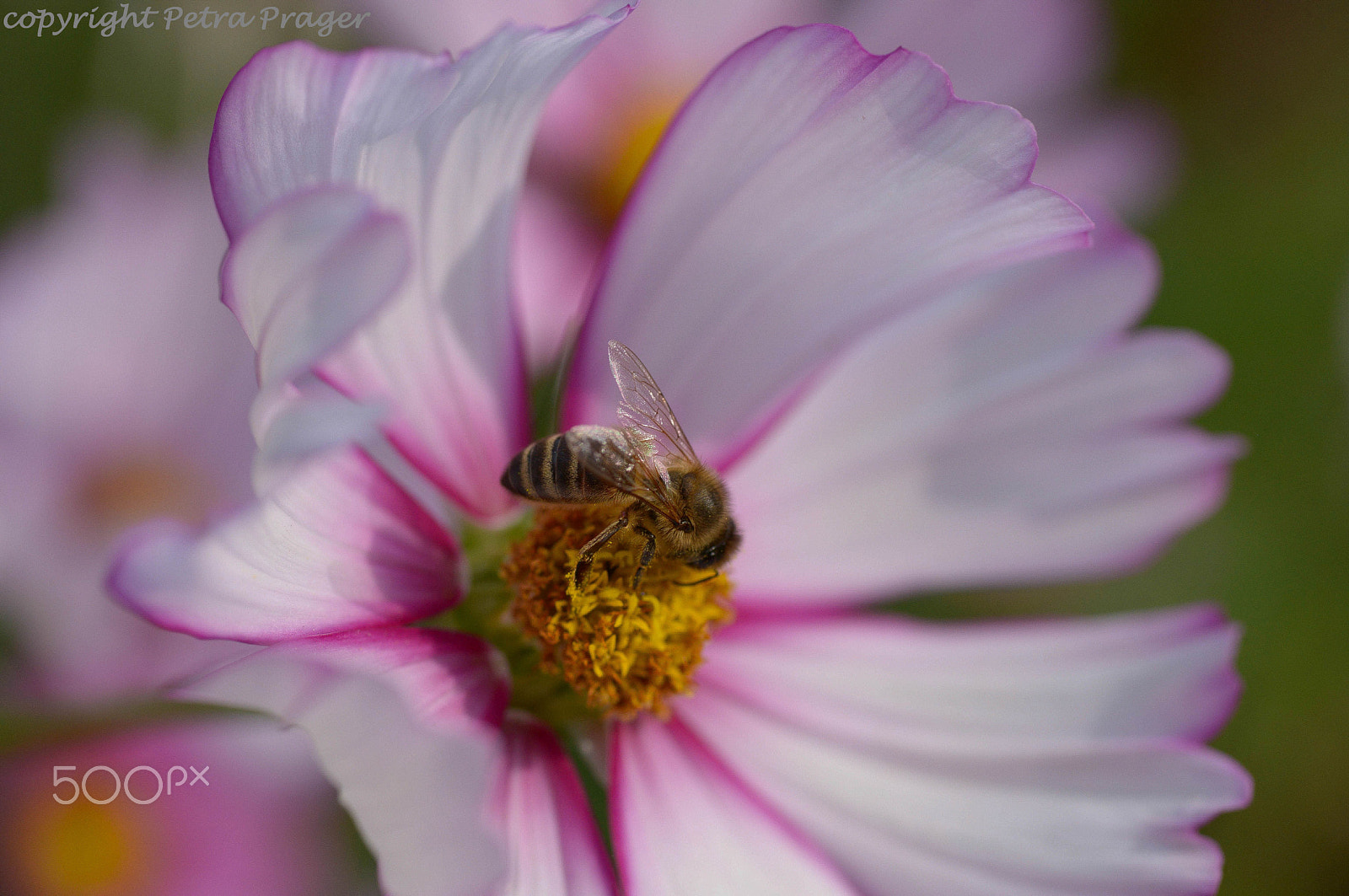 Nikon D800 + Sigma 70mm F2.8 EX DG Macro sample photo. Dahlien photography