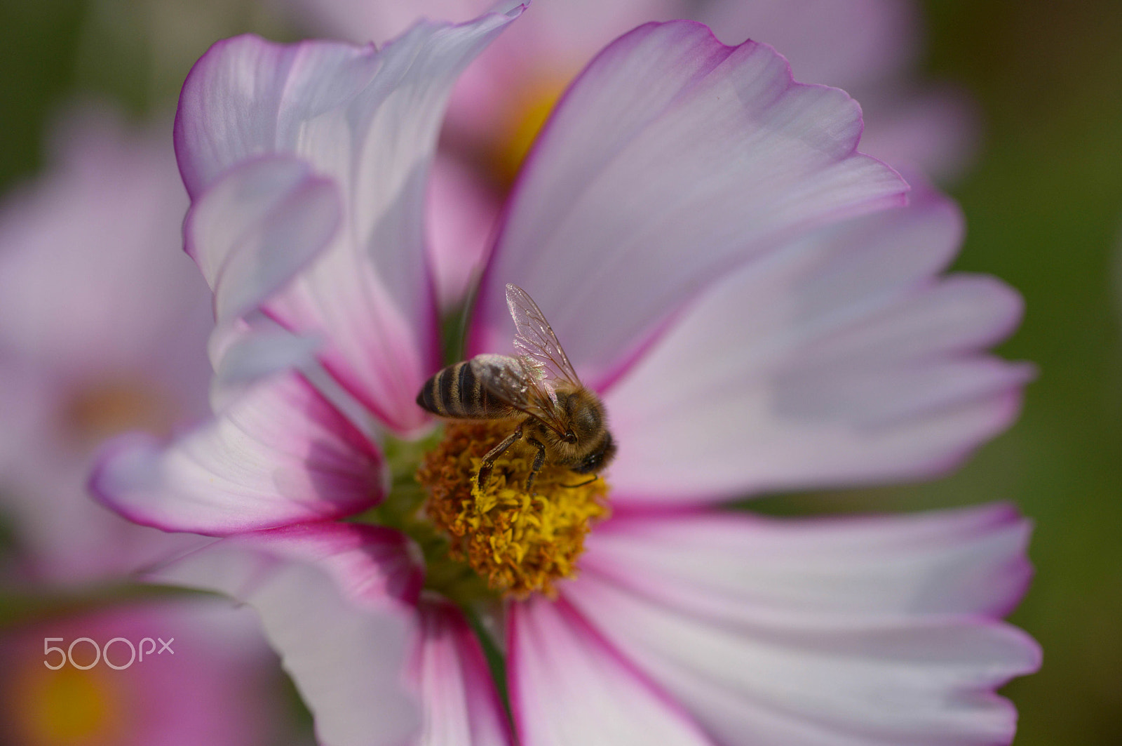 Nikon D800 + Sigma 70mm F2.8 EX DG Macro sample photo. Dahlien photography