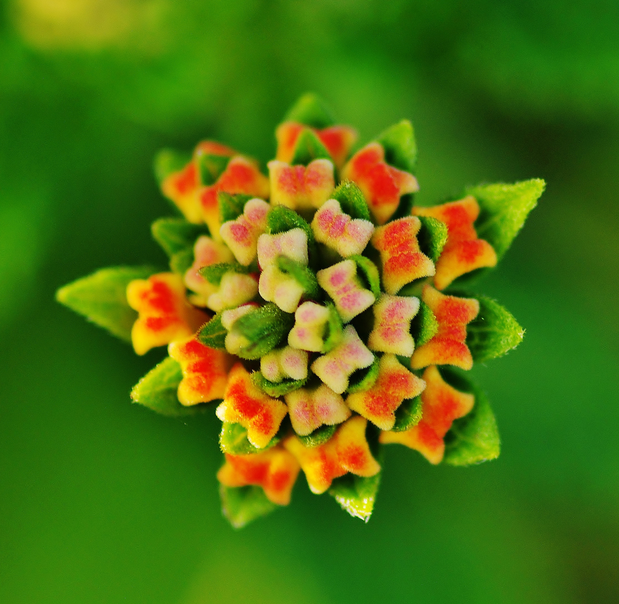 Pentax K-5 IIs sample photo. Sweets or flower photography