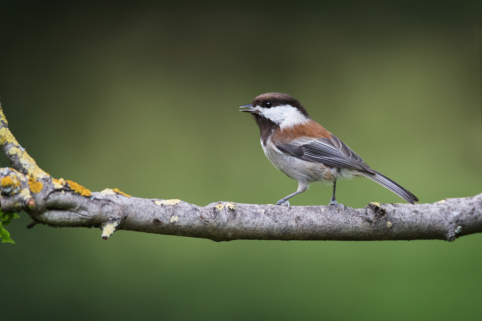 Canon EF 600mm f/4L IS sample photo. Chestnut-backed chickadee photography