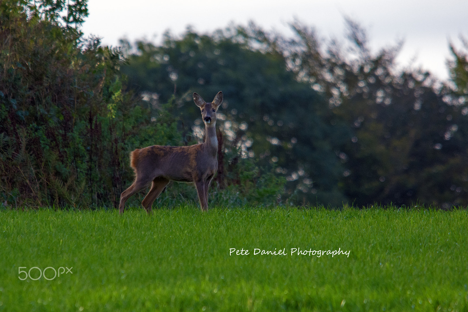 Sigma 150-500mm F5-6.3 DG OS HSM sample photo. Roe doe morning call photography