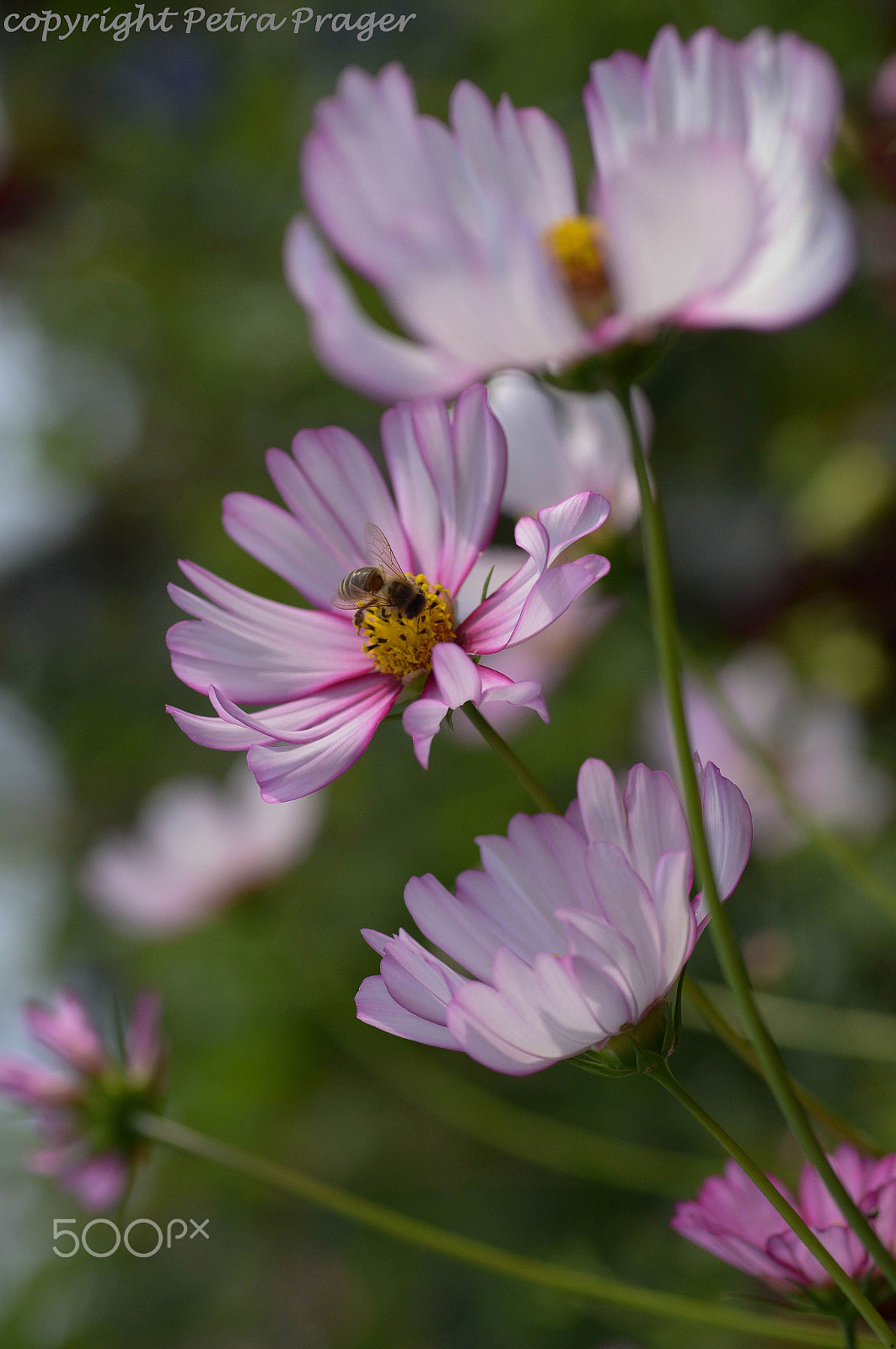 Nikon D800 + Sigma 70mm F2.8 EX DG Macro sample photo. Dahlien photography