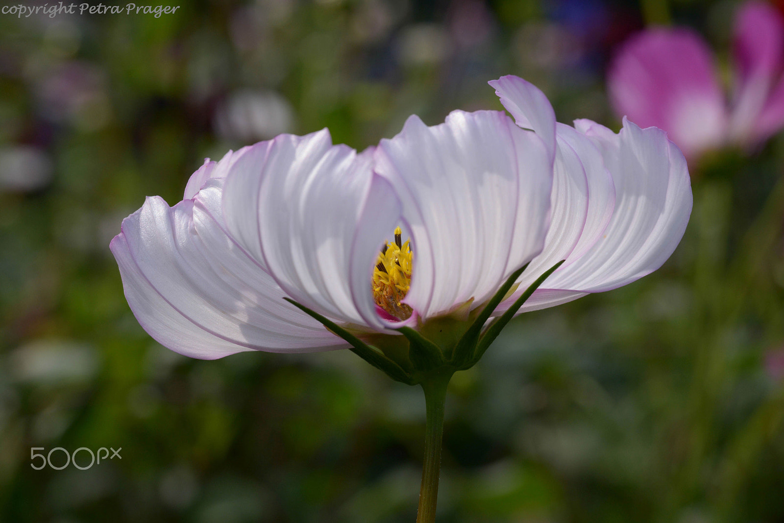 Nikon D800 + Sigma 70mm F2.8 EX DG Macro sample photo. Dahlien photography