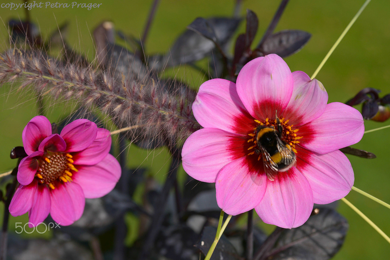 Nikon D800 + Sigma 70mm F2.8 EX DG Macro sample photo. Dahlien photography