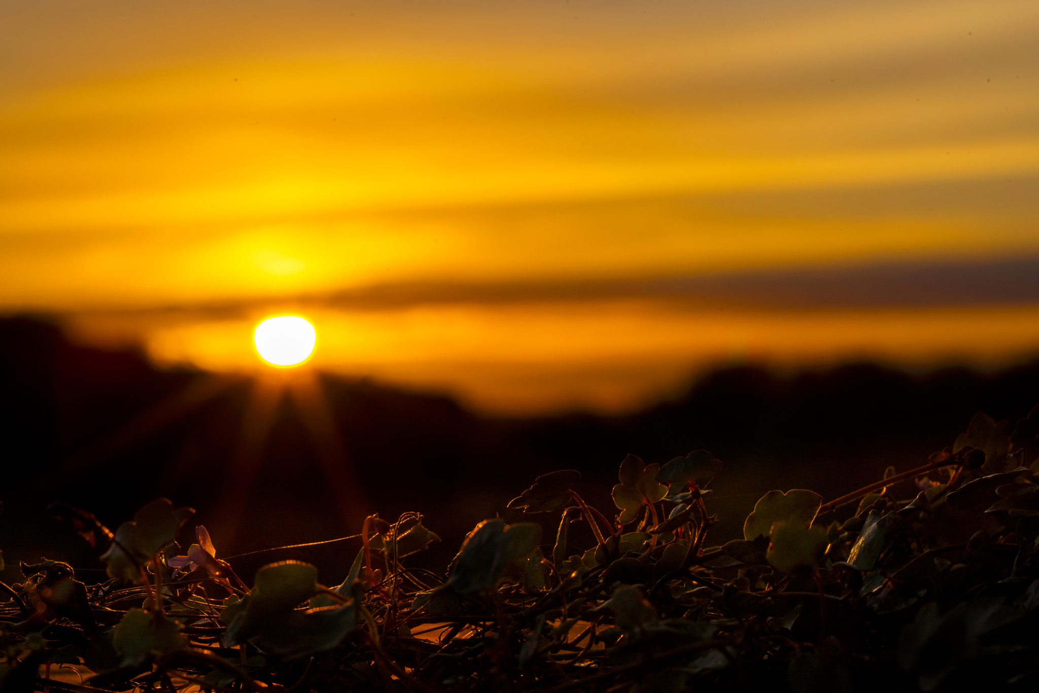 Sony a7R II + Canon EF 100mm F2.8L Macro IS USM sample photo. Sunset toadflax photography