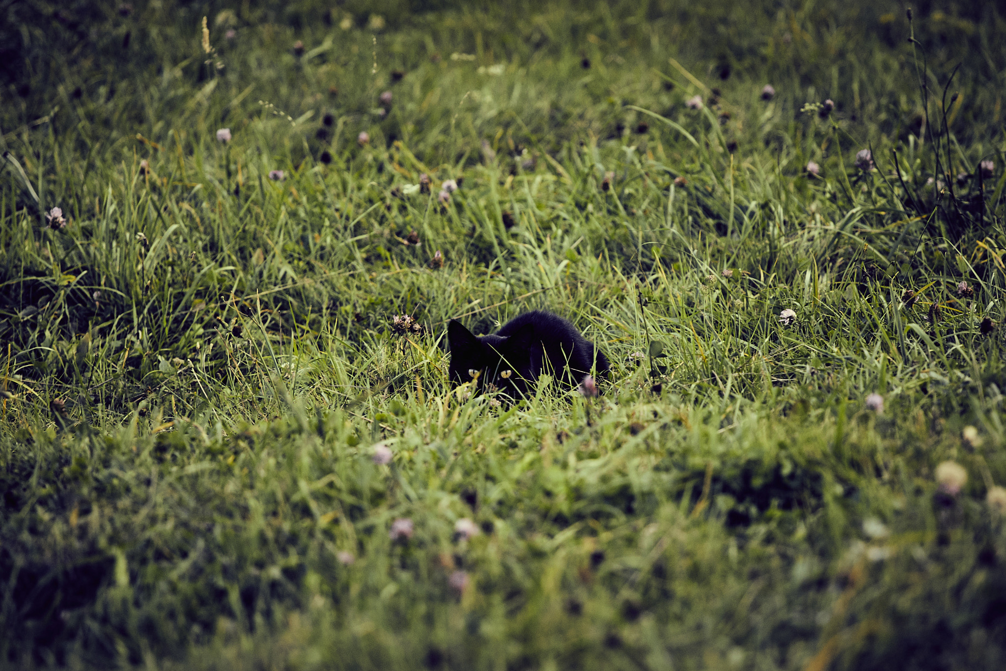 Canon EF 70-200mm F4L USM sample photo. Green eyes in green gras photography