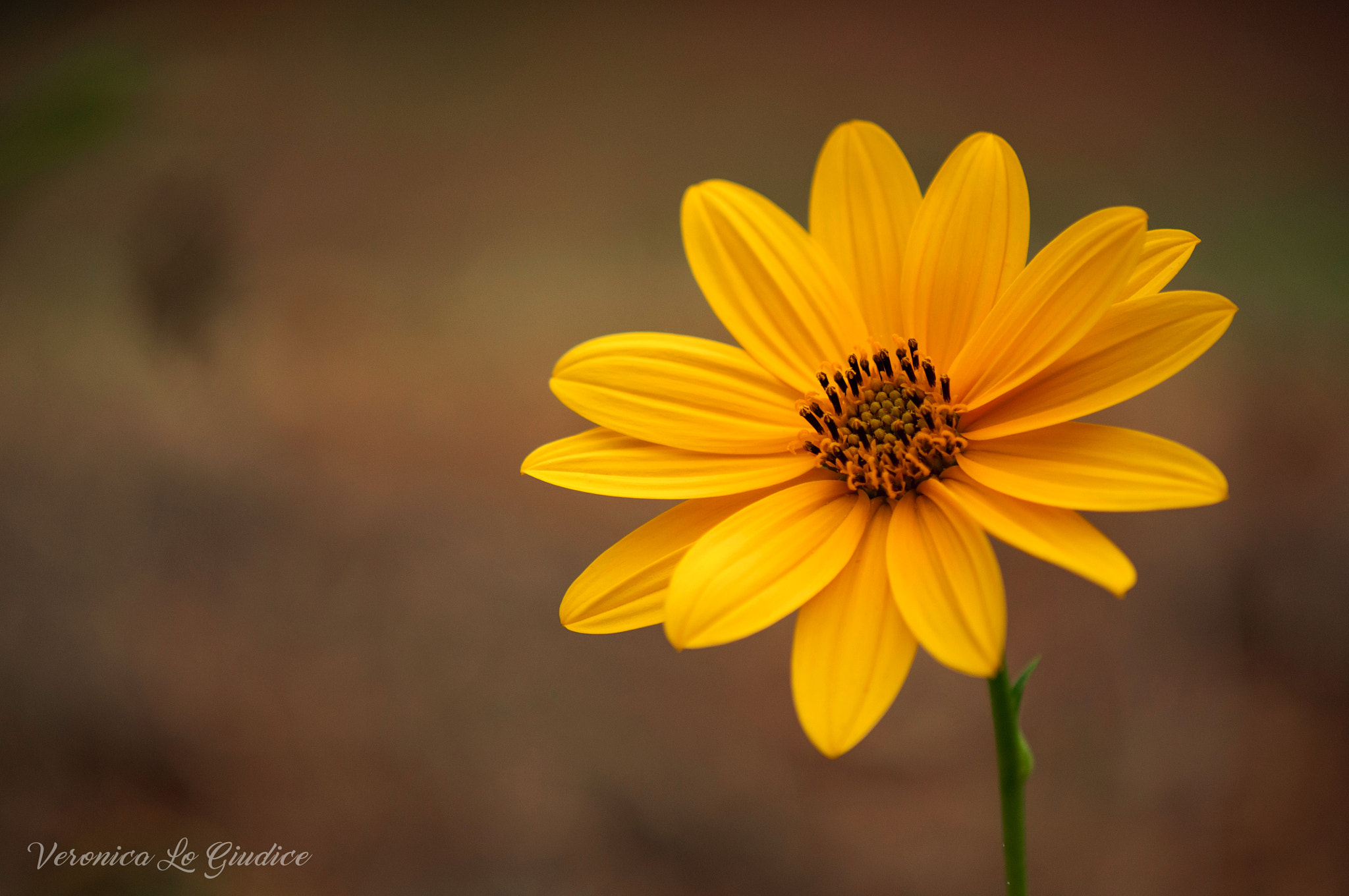 Nikon AF-S DX Micro-Nikkor 85mm F3.5G ED VR sample photo. Topinambur photography