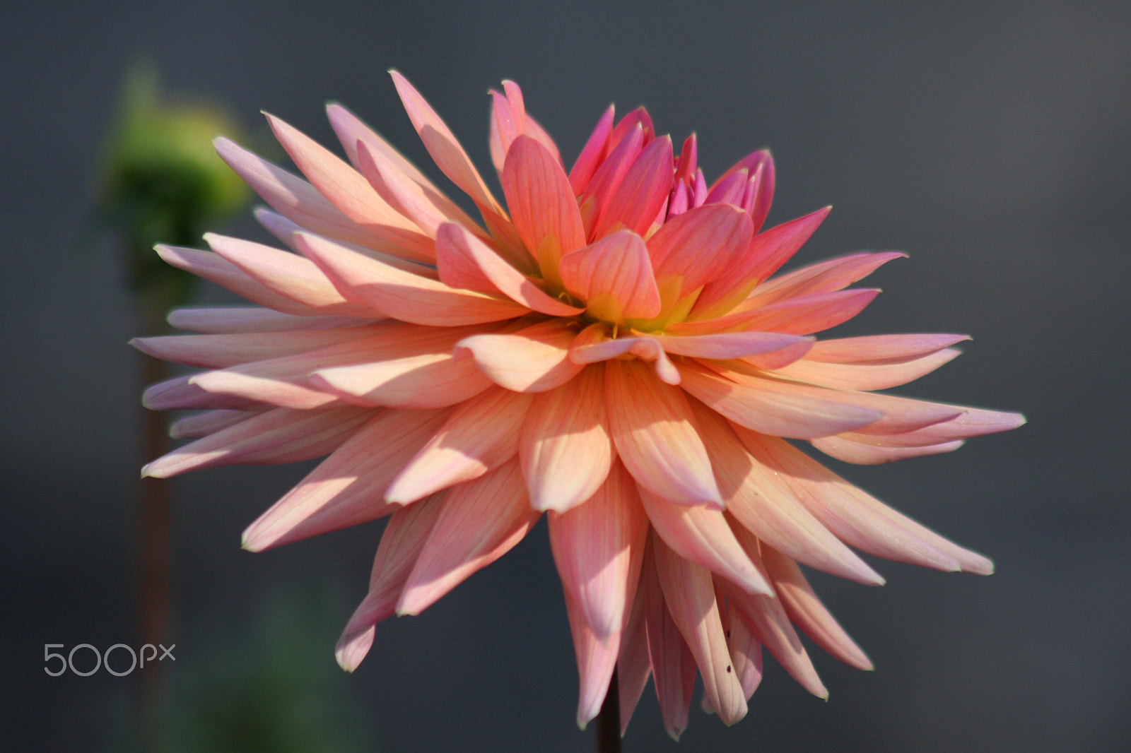Canon EOS 40D + EF75-300mm f/4-5.6 sample photo. Dahlia pink photography