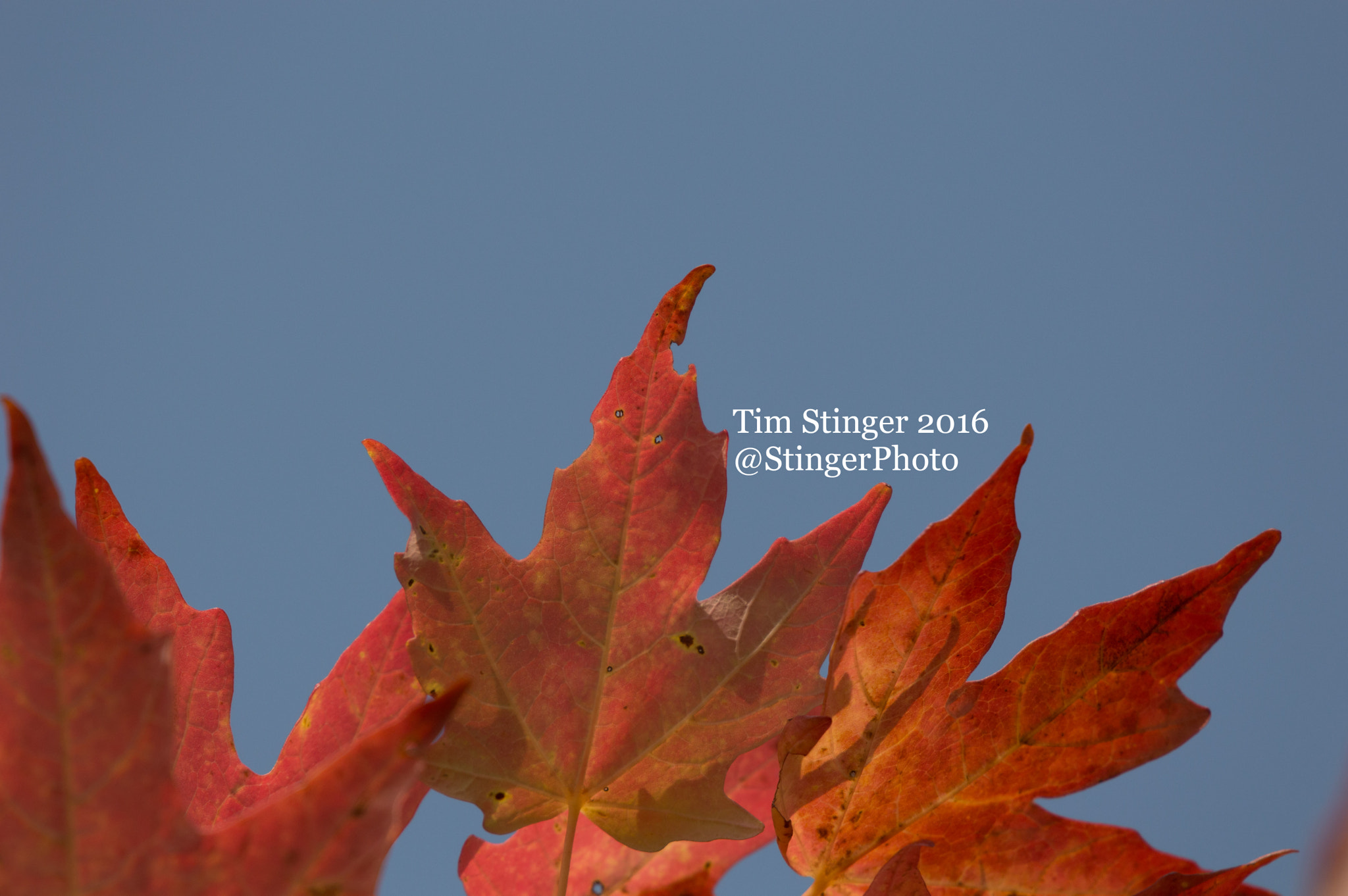 Nikon AF-S Nikkor 200-500mm F5.6E ED VR sample photo. Fall's delight (2) photography