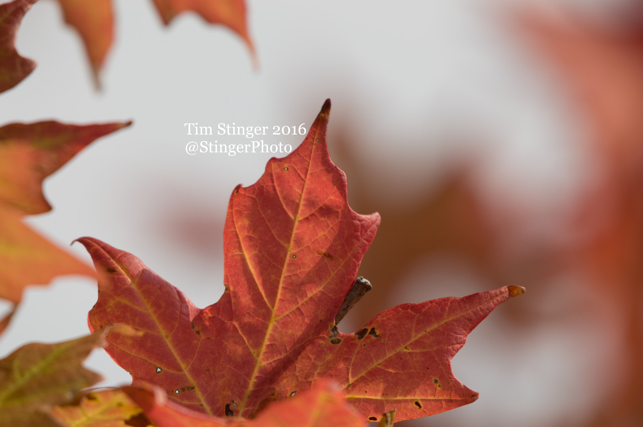 Nikon AF-S Nikkor 200-500mm F5.6E ED VR sample photo. Fall's delight (1) photography