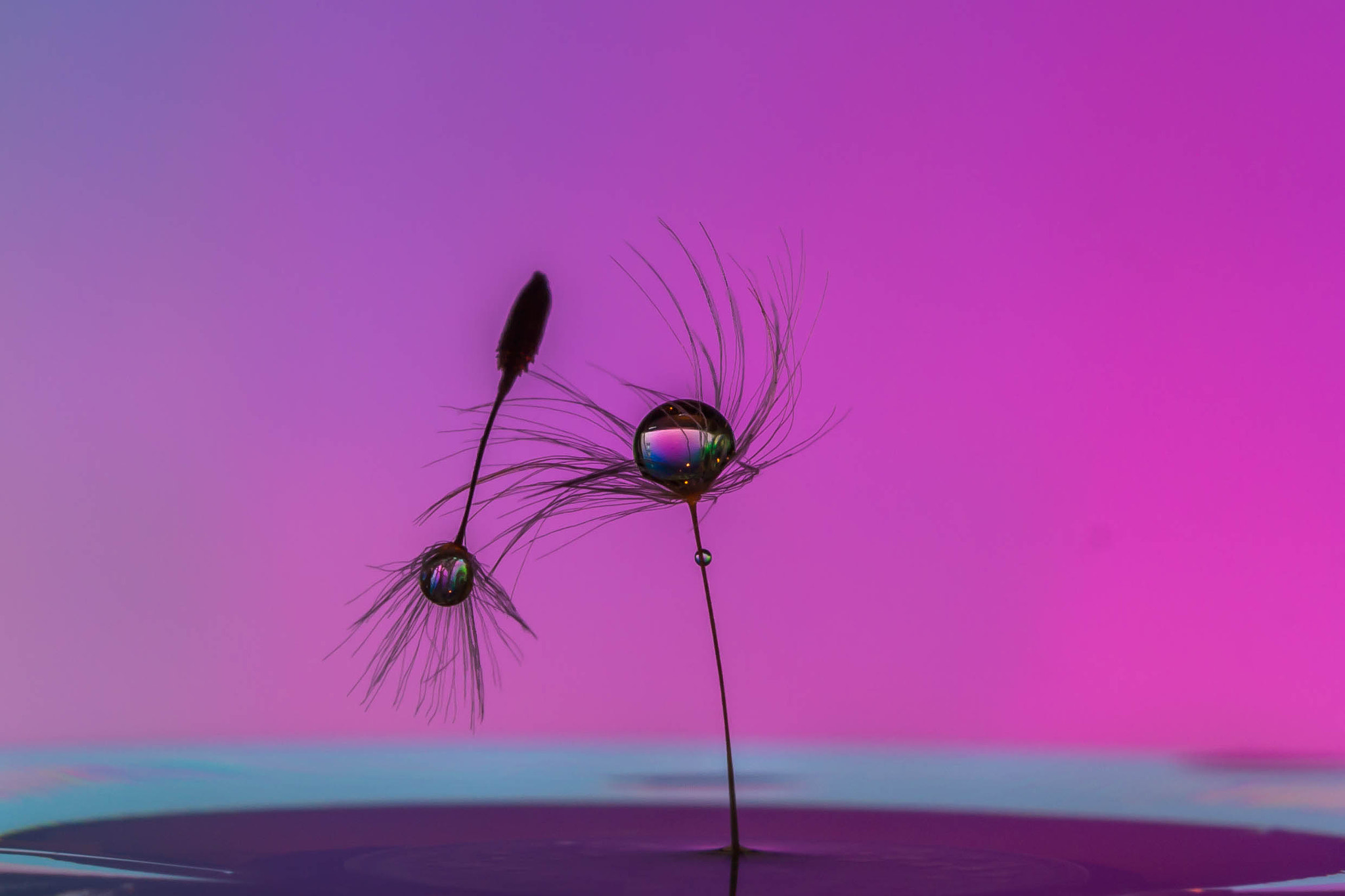 Canon EF 100mm F2.8 Macro USM sample photo. Dandelion dance photography