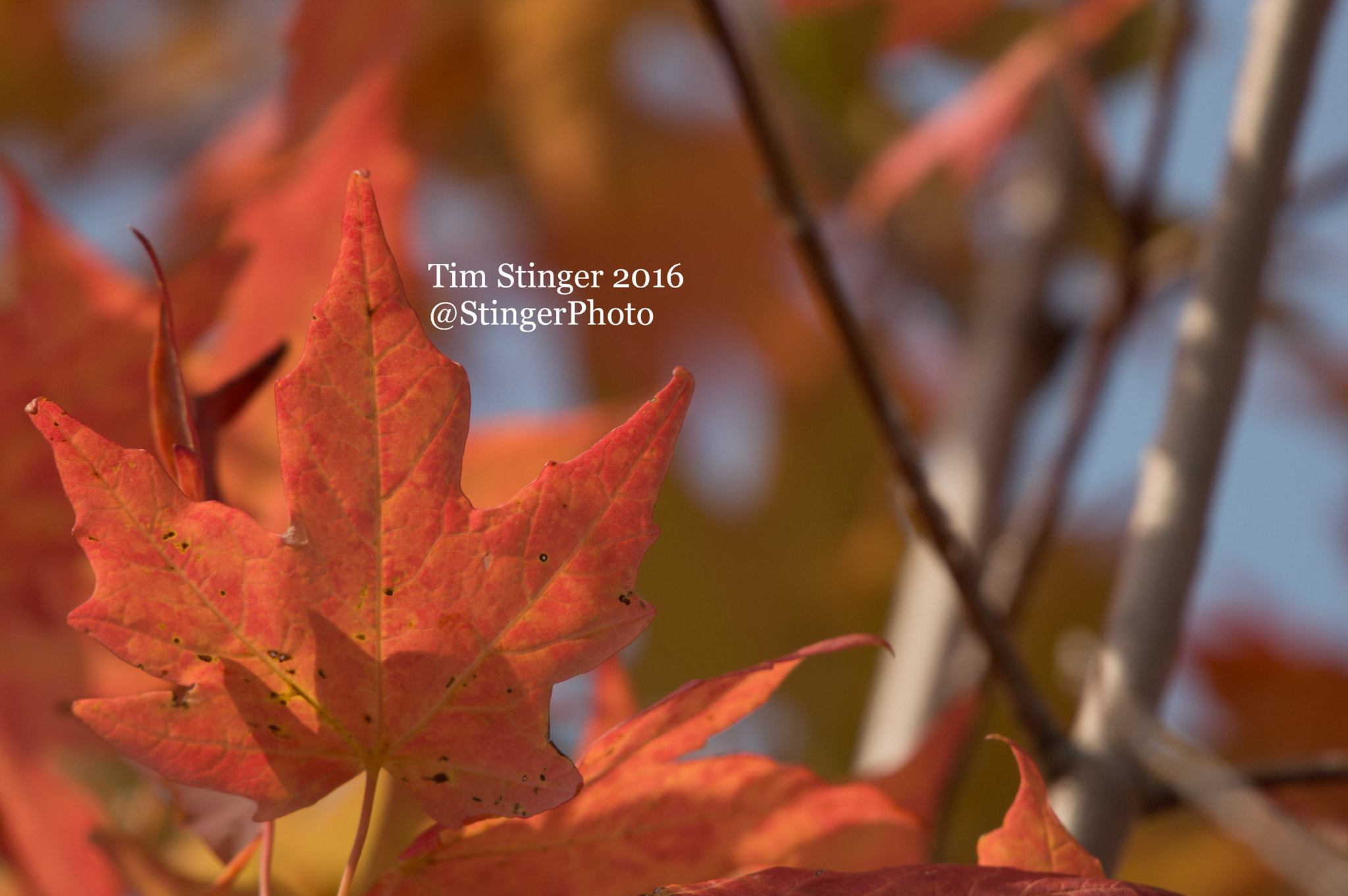 Nikon D3200 sample photo. Fall's delight (3) photography