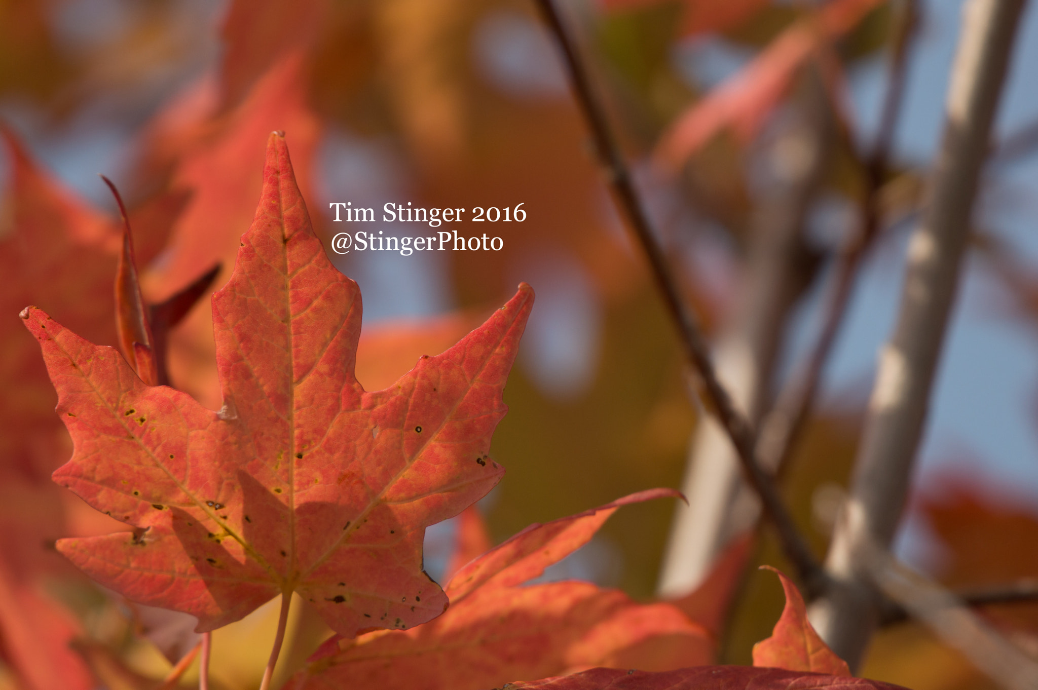 Nikon AF-S Nikkor 200-500mm F5.6E ED VR sample photo. Fall's delight (3) photography